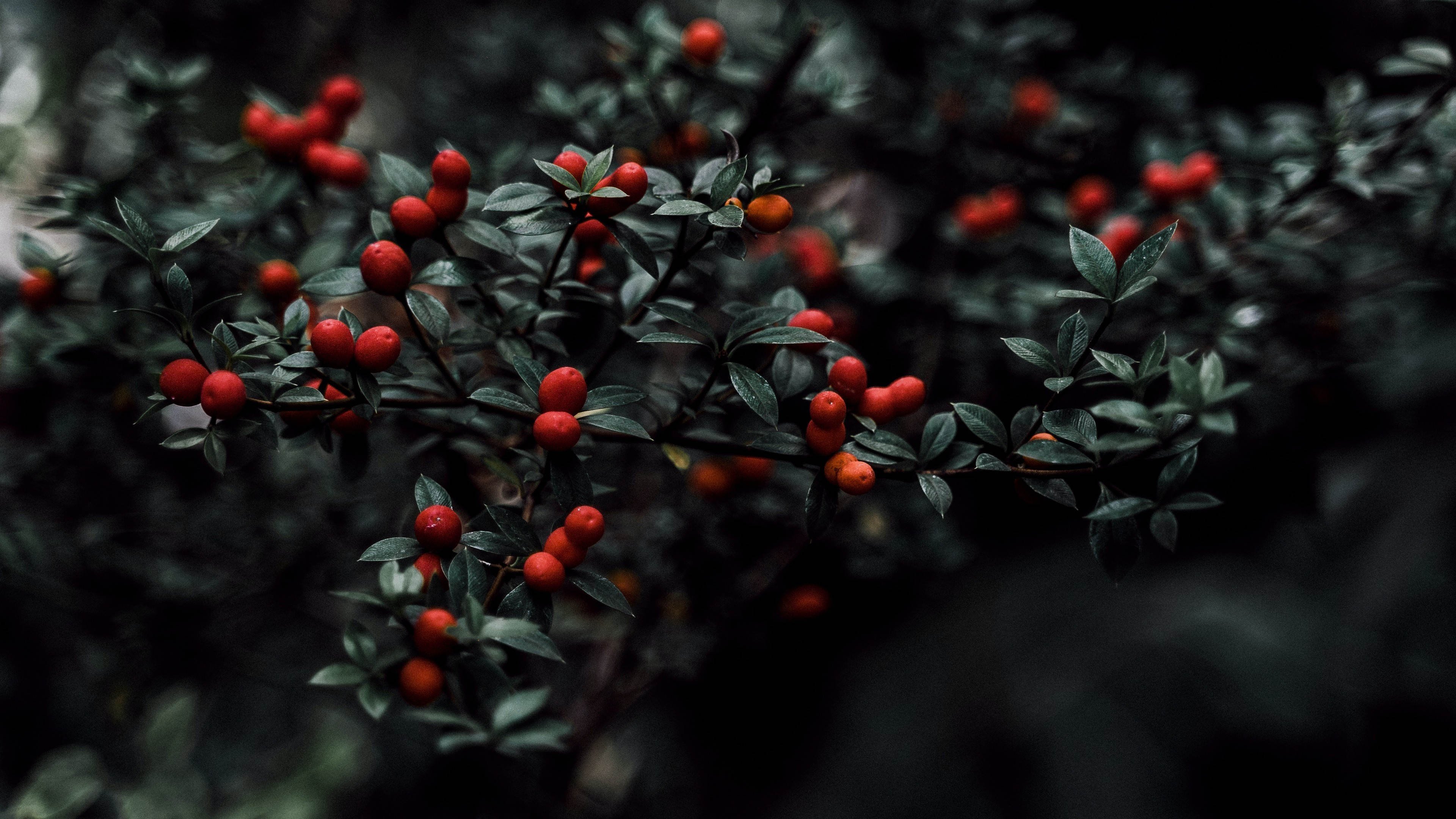 护眼壁纸 春 果实