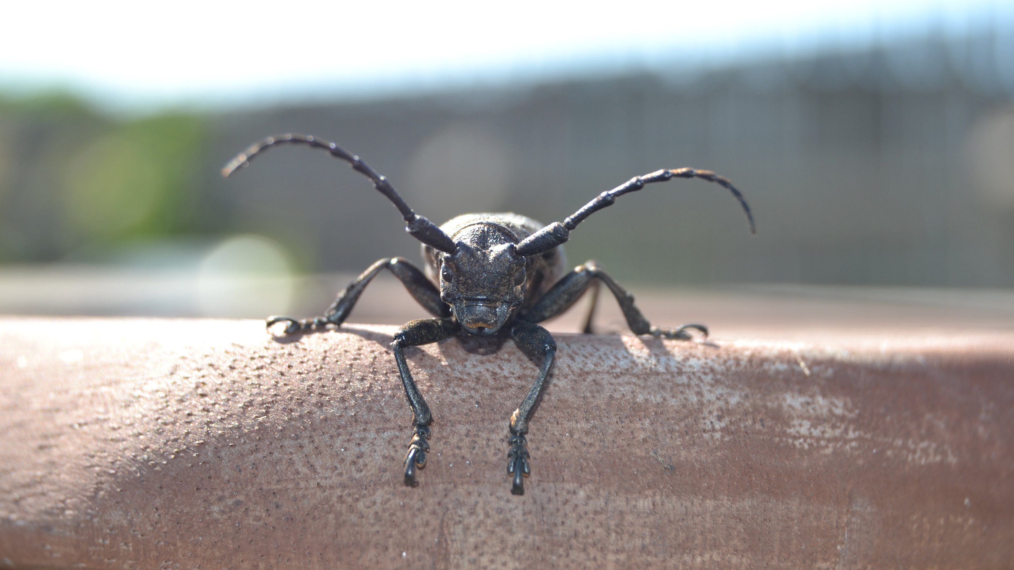野生动物 铁牛儿 触角