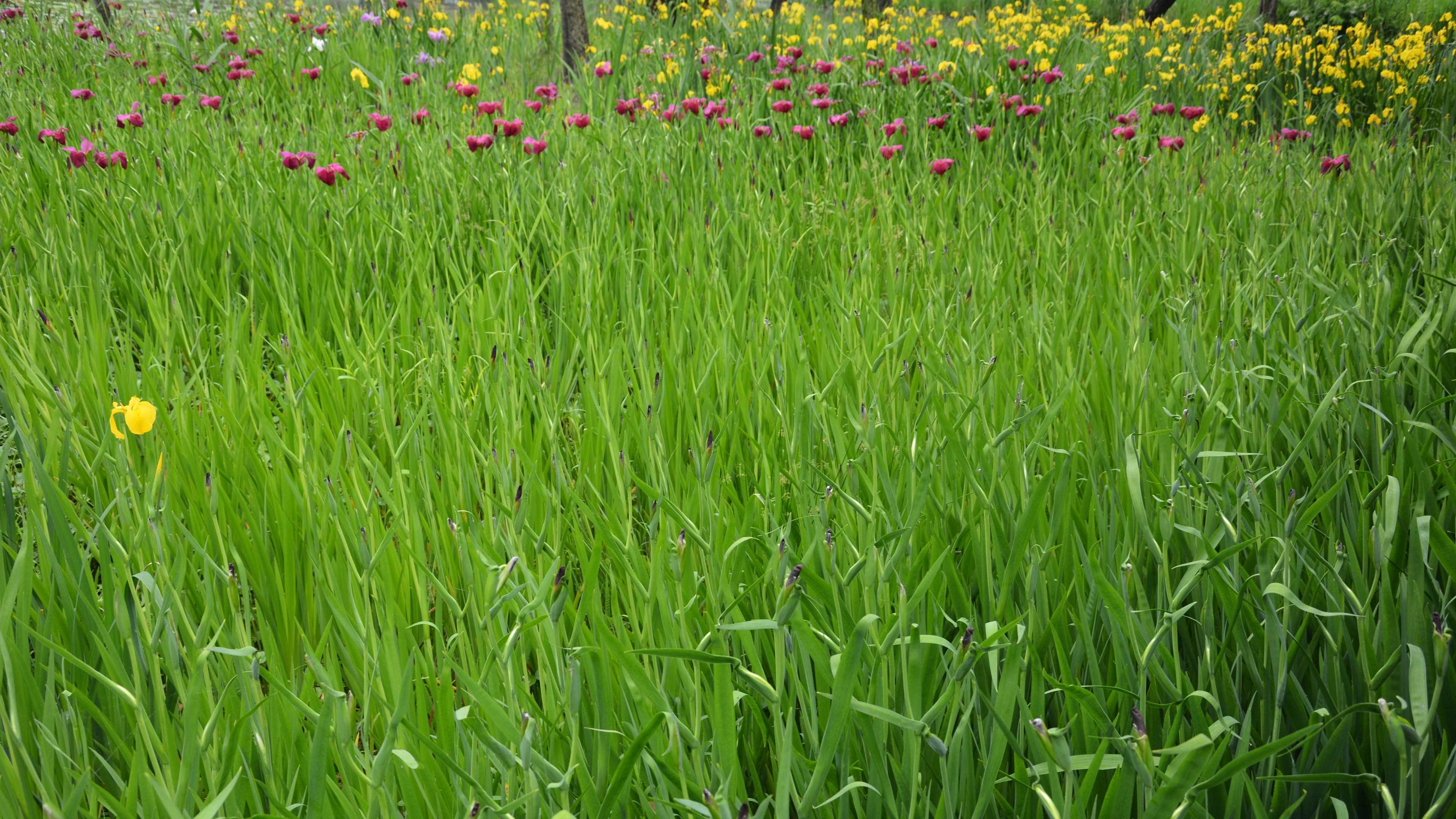 自然风光 郁金香 花丛 花田