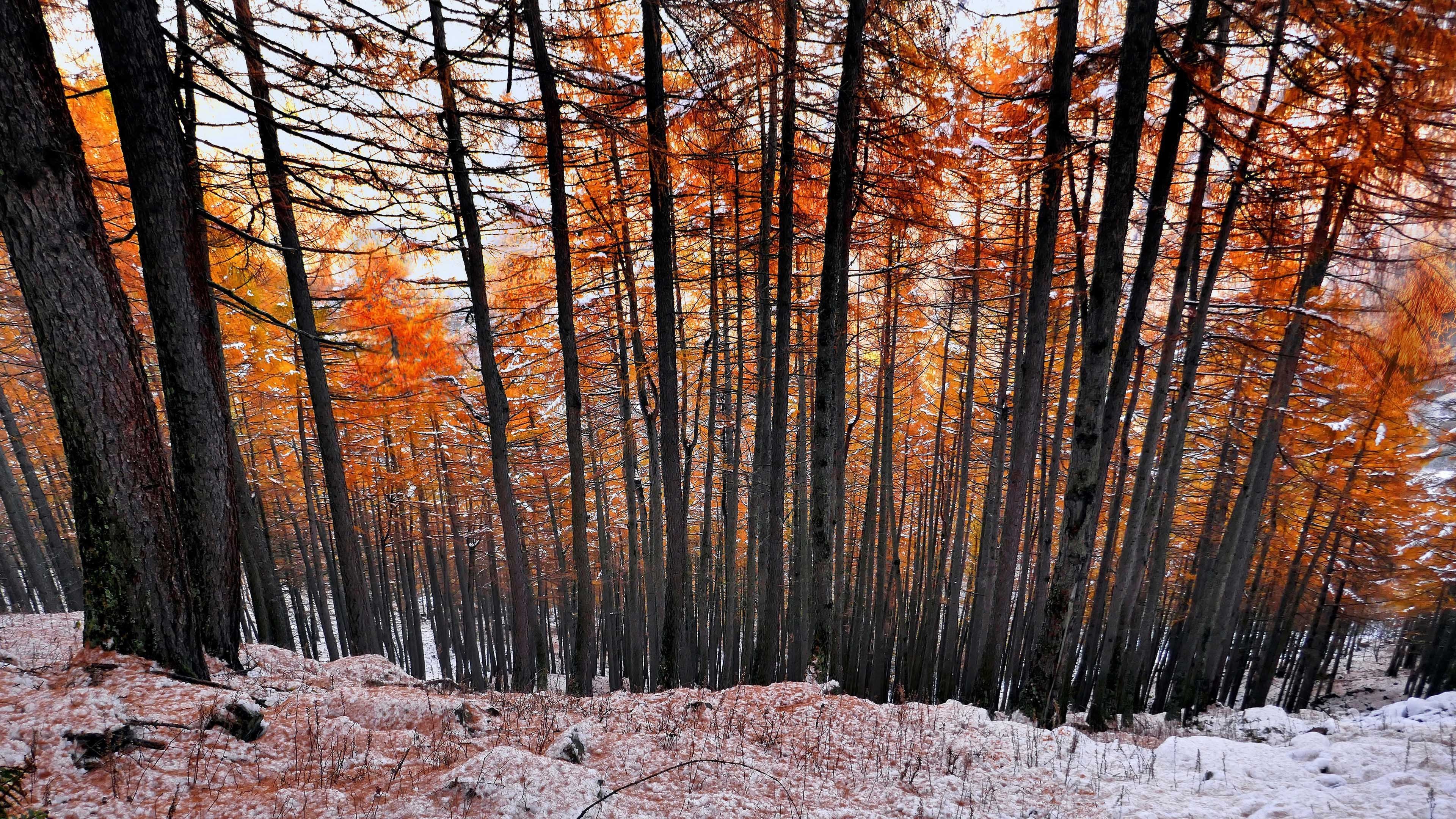 秋意正浓 树林 红叶林