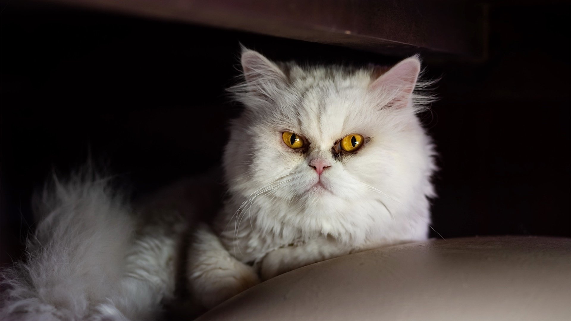 喵星人 猫咪 严肃 生气