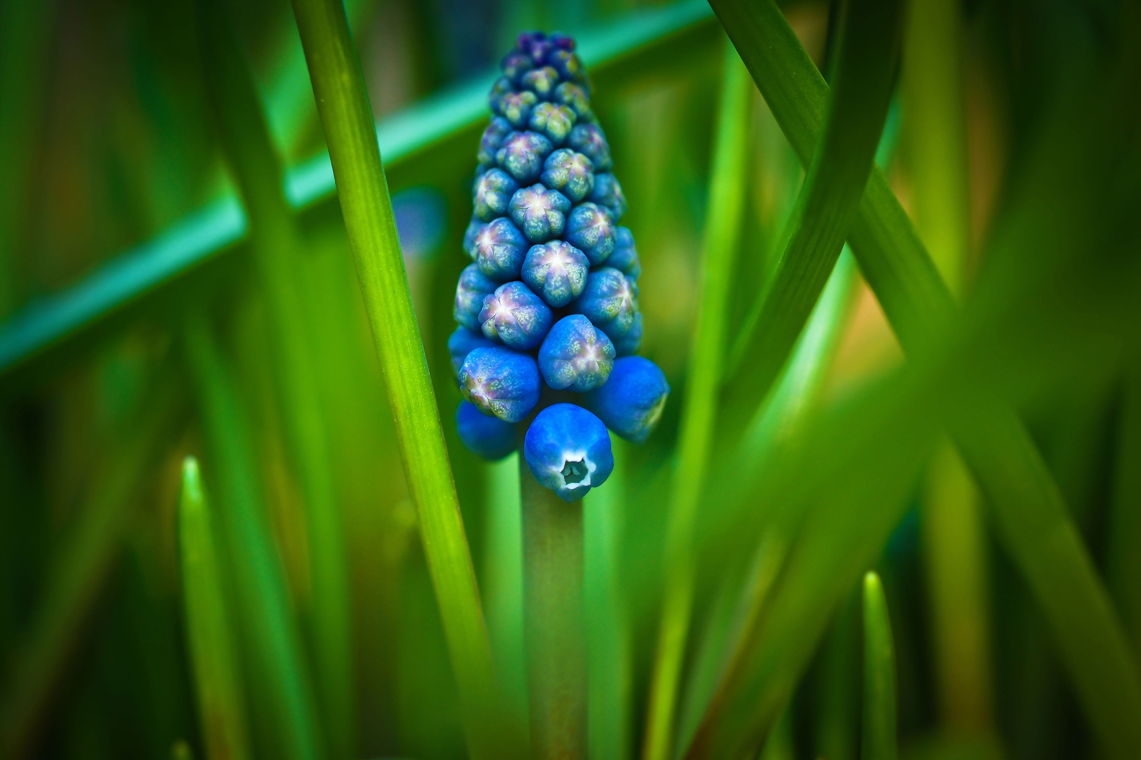护眼壁纸 绿色植物 风信子 紫色