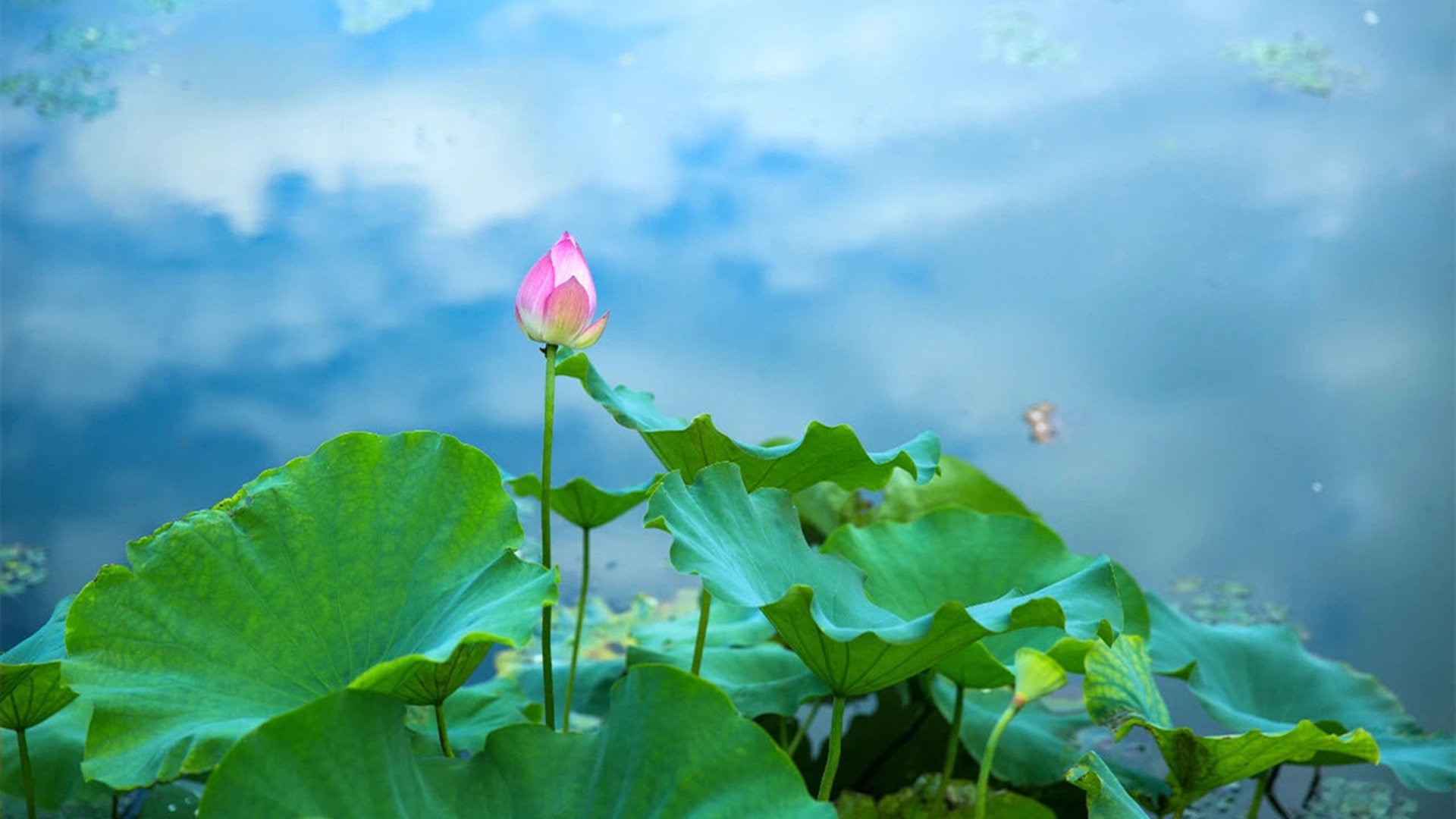 夏日炎炎 荷花 荷叶 中国风
