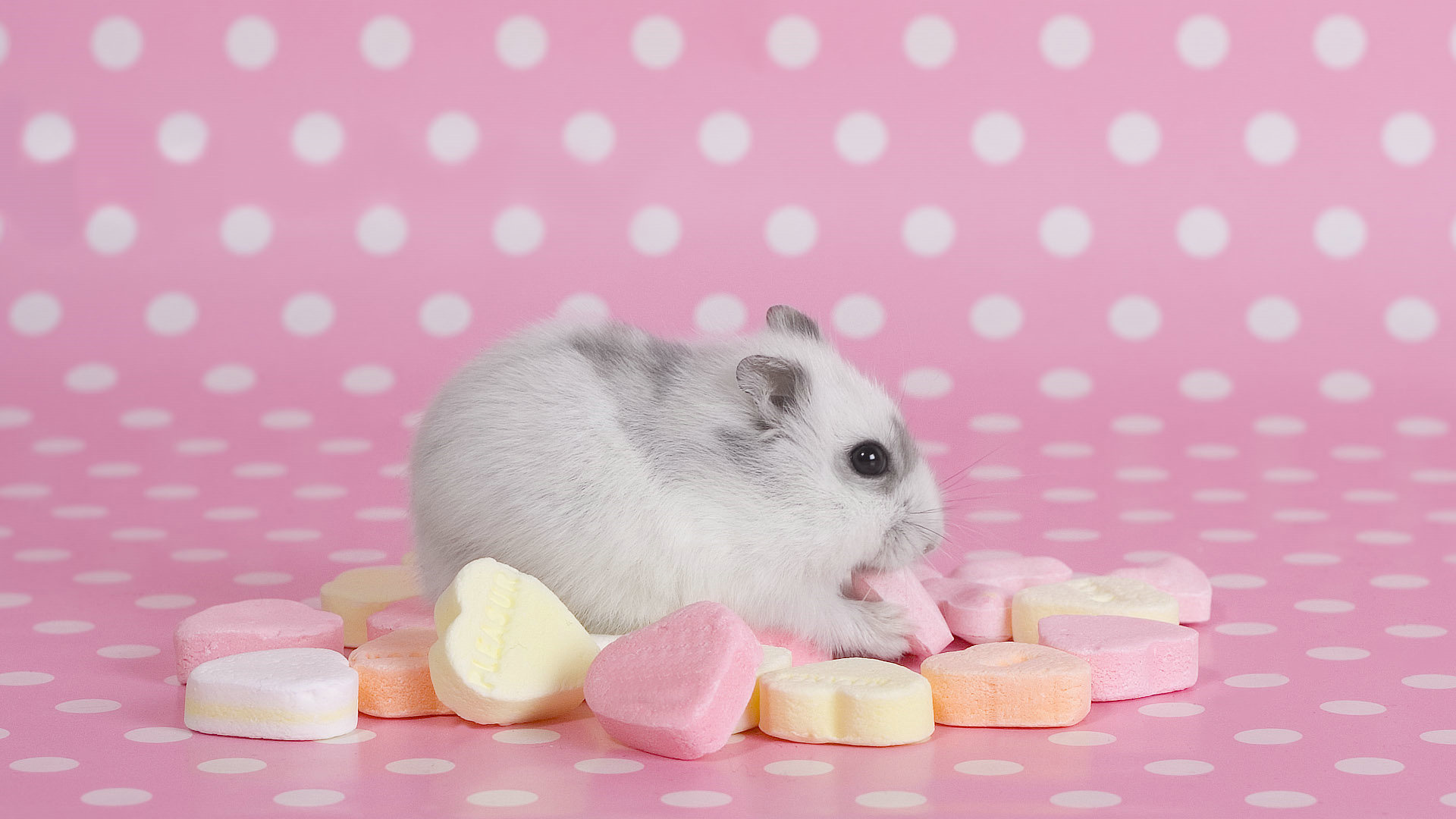 爱情 唯美温馨 鼠