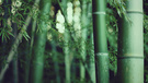 风景 自然风光 儿童桌面专用