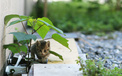 街角 小猫咪 摄影 高清 猫 动物  2012Y十月31D 儿童桌面专用