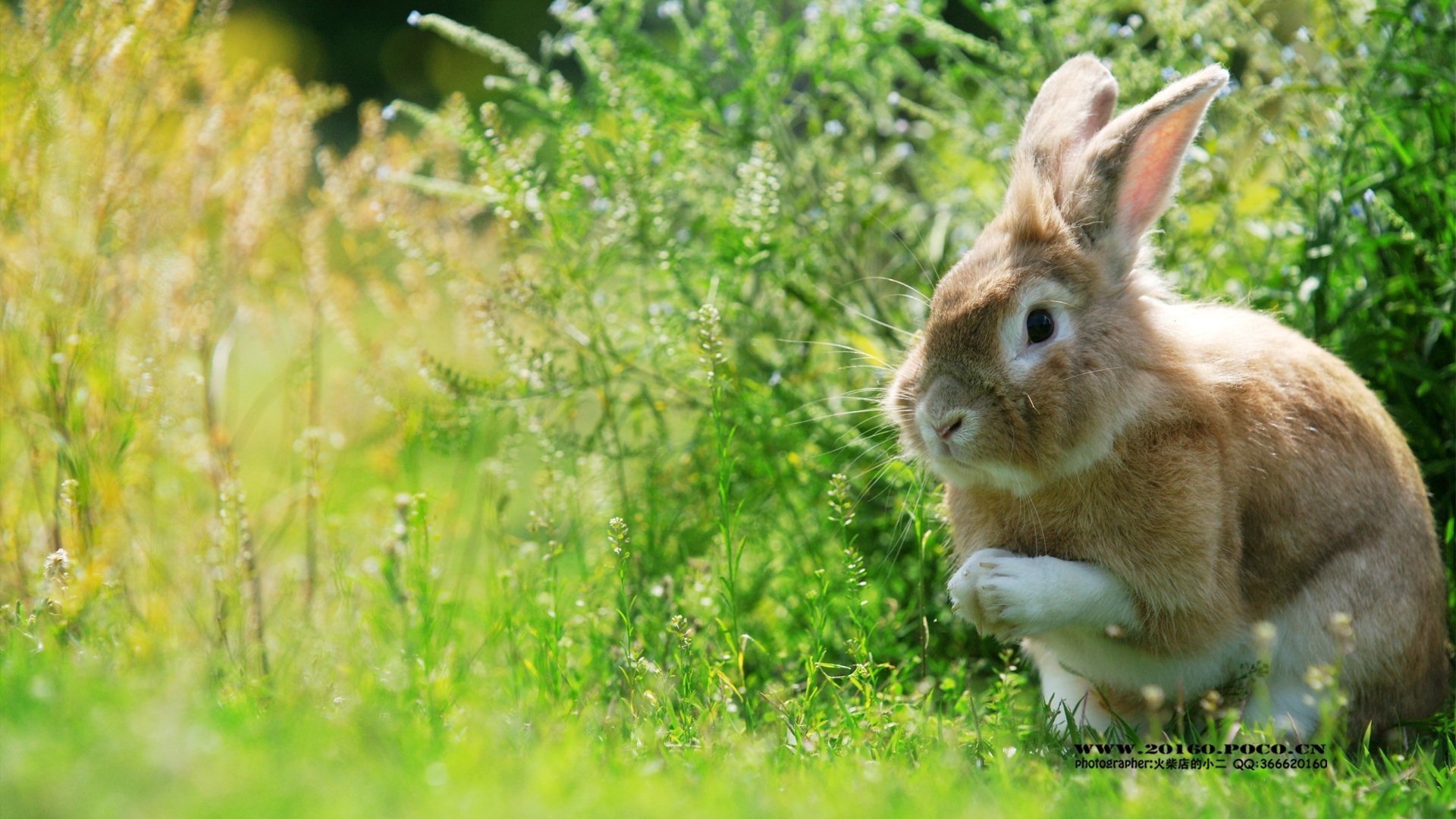 萌宠 动物 可爱 兔子 萌 儿童桌面专用