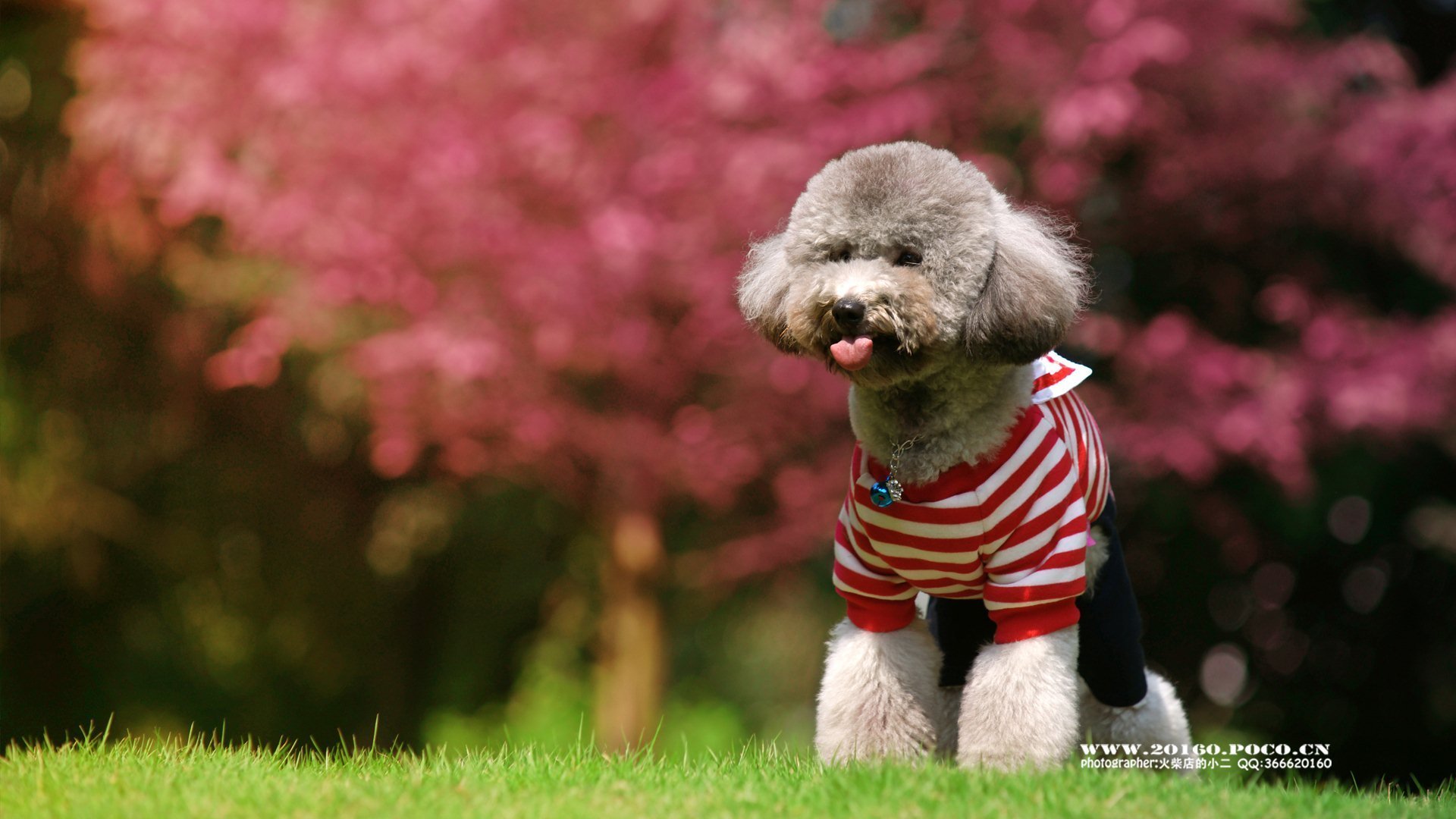 萌宠 动物 可爱 狗 萌 汪星人 泰迪 儿童桌面专用