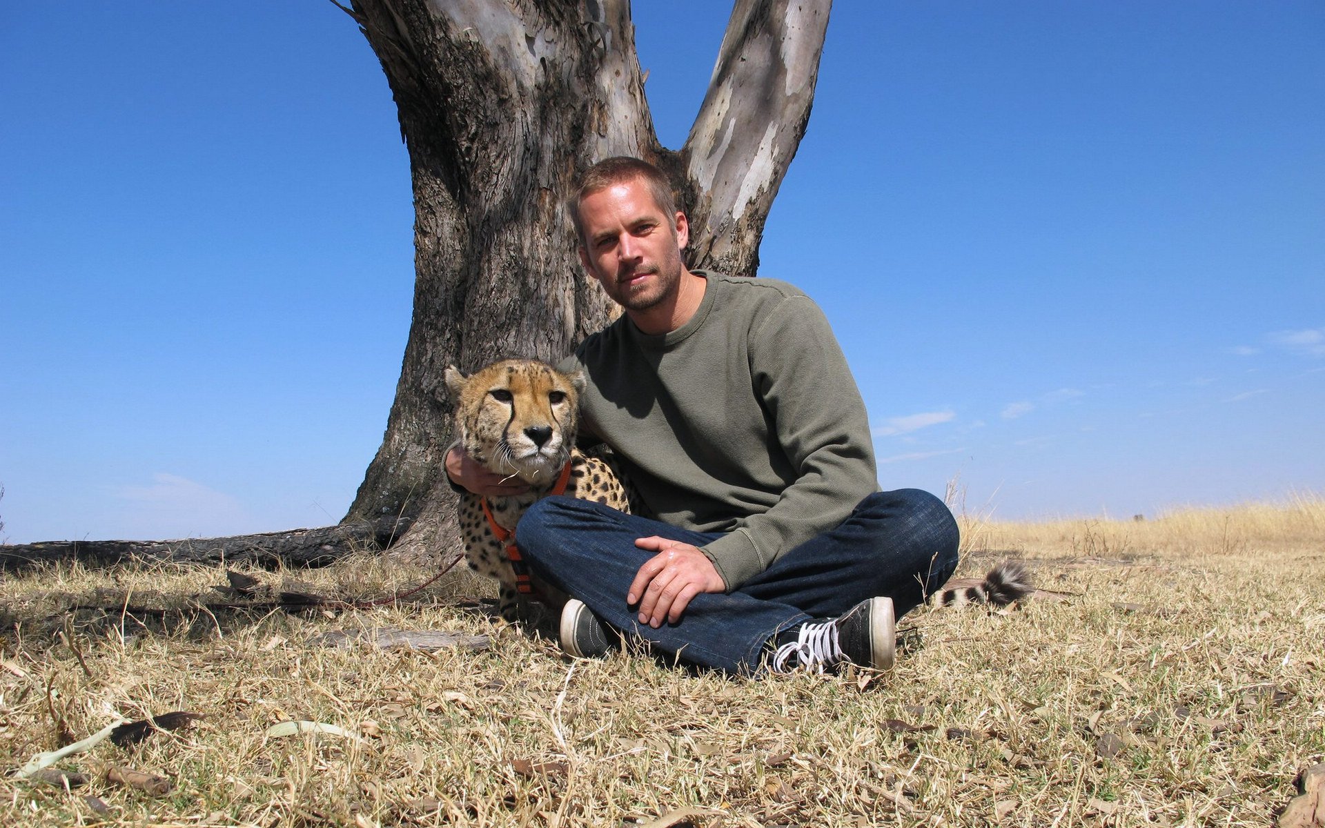 明星 帅哥 保罗沃克 速度与激情