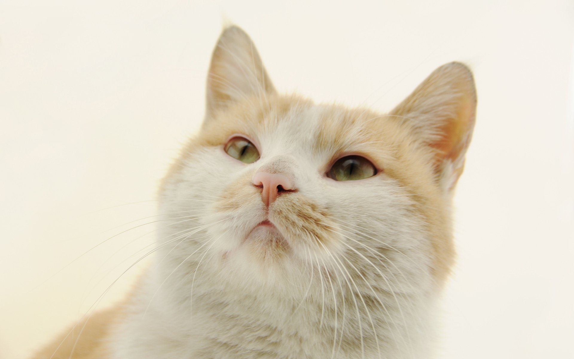 萌宠 动物 喵星人 猫 猫咪专辑 @一双铁筷 儿童桌面专用