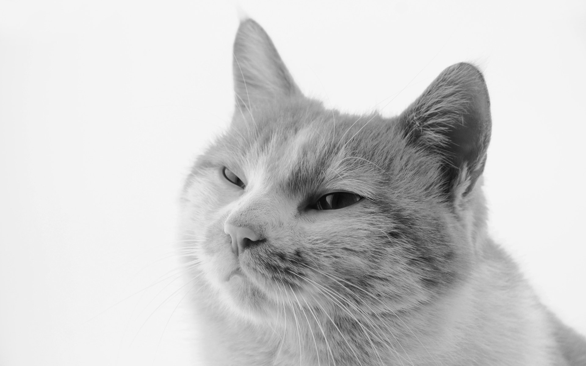 萌宠 动物 喵星人 猫 猫咪专辑 @一双铁筷 儿童桌面专用