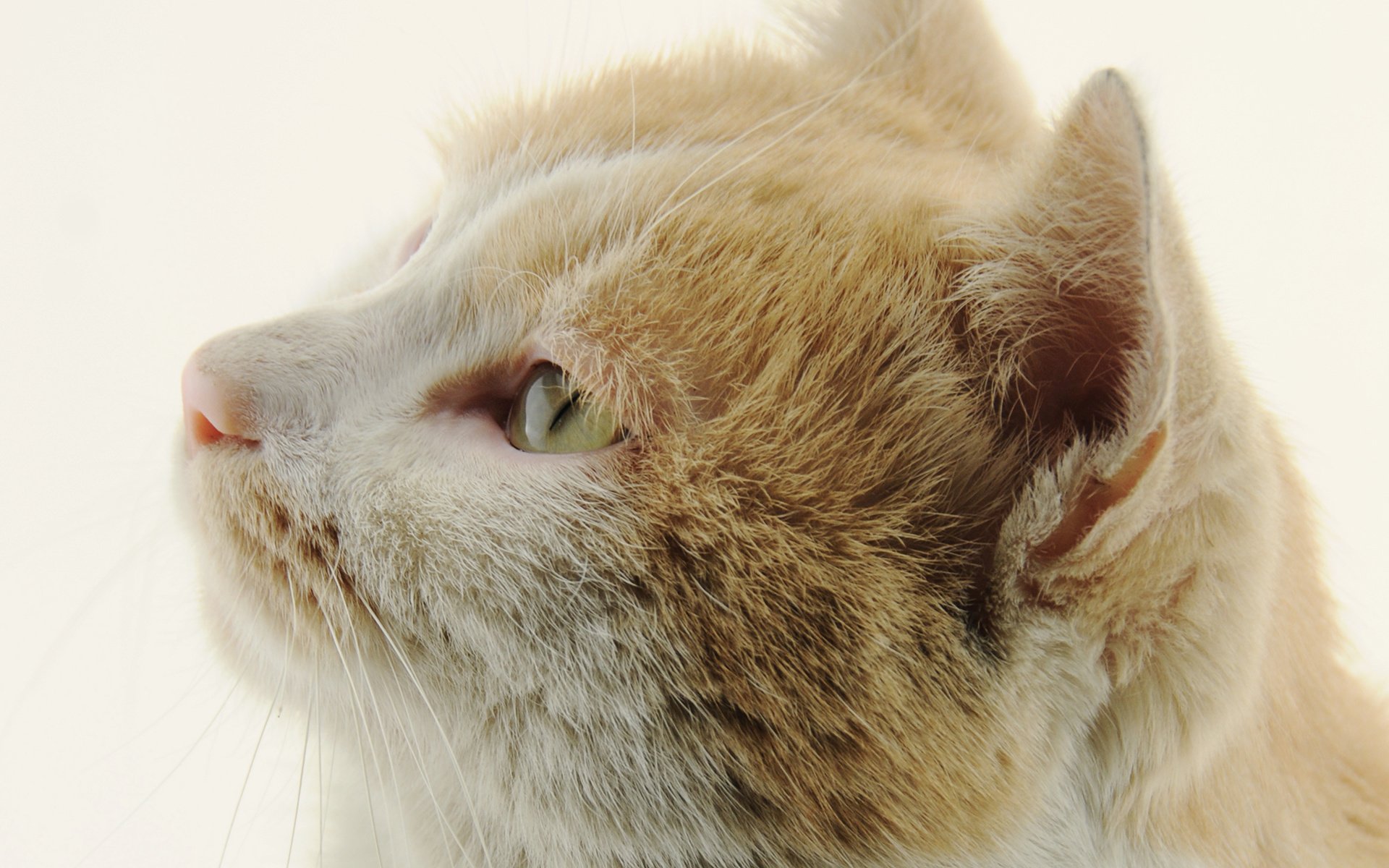 萌宠 动物 喵星人 猫 猫咪专辑 @一双铁筷 儿童桌面专用