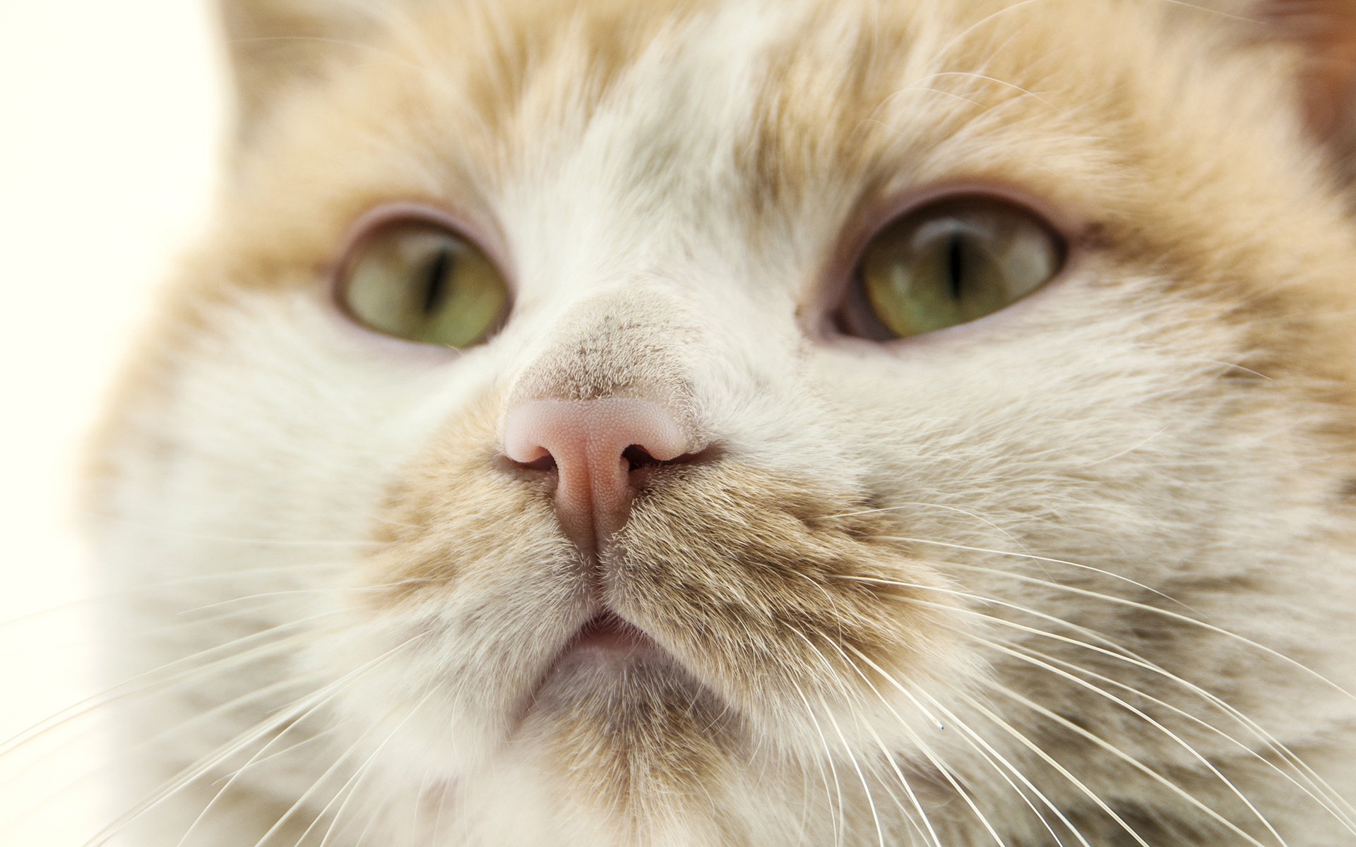 萌宠 动物 喵星人 猫 猫咪专辑 @一双铁筷 儿童桌面专用