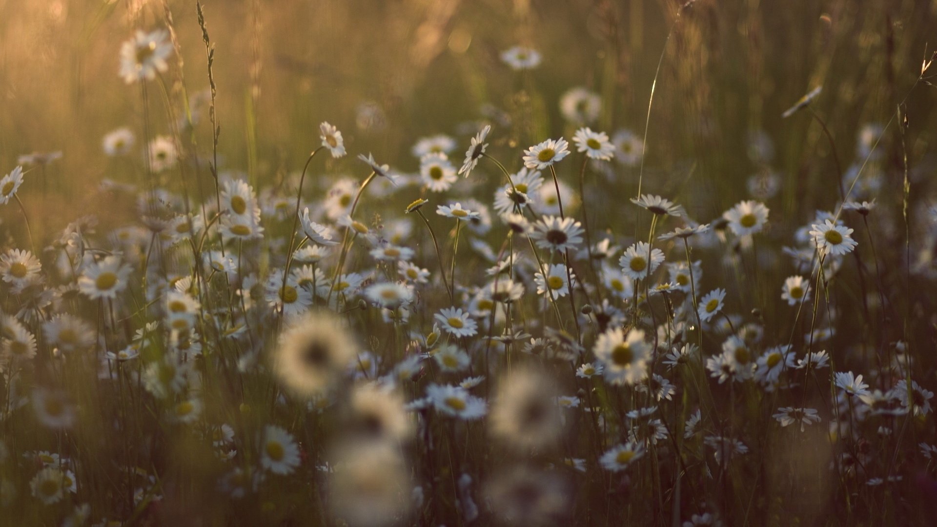 小清新 摄影 意境 非主流 轻松 儿童桌面专用