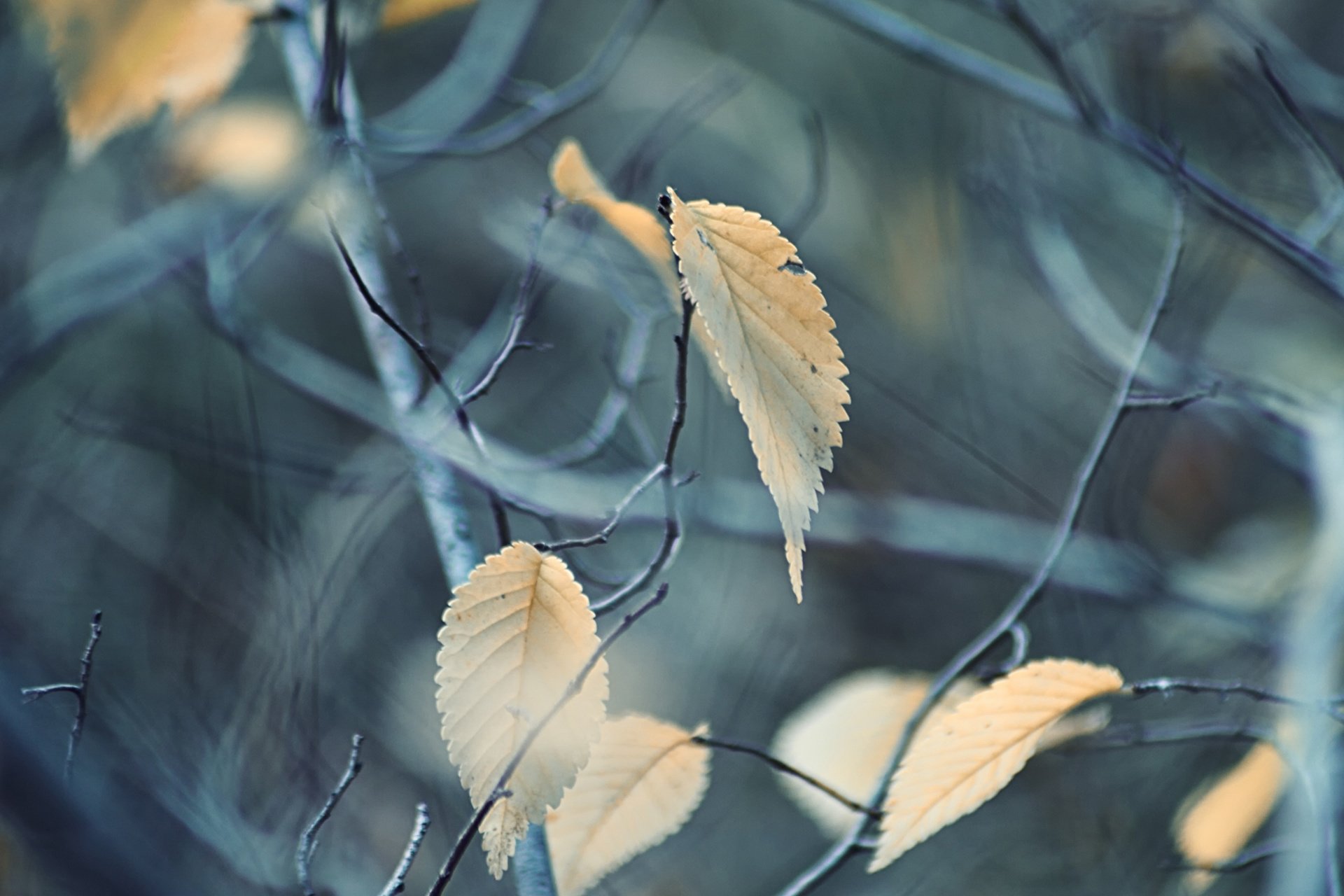 小清新 LOMO 摄影 静物 非主流 文艺