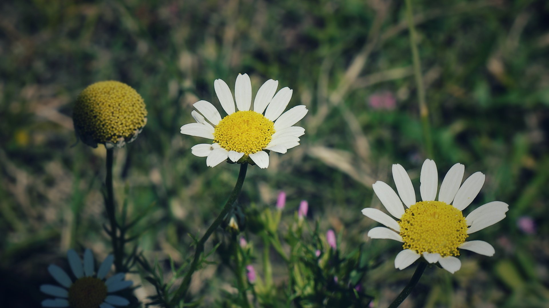 小清新 非主流 LOMO 意境 摄影 儿童桌面专用