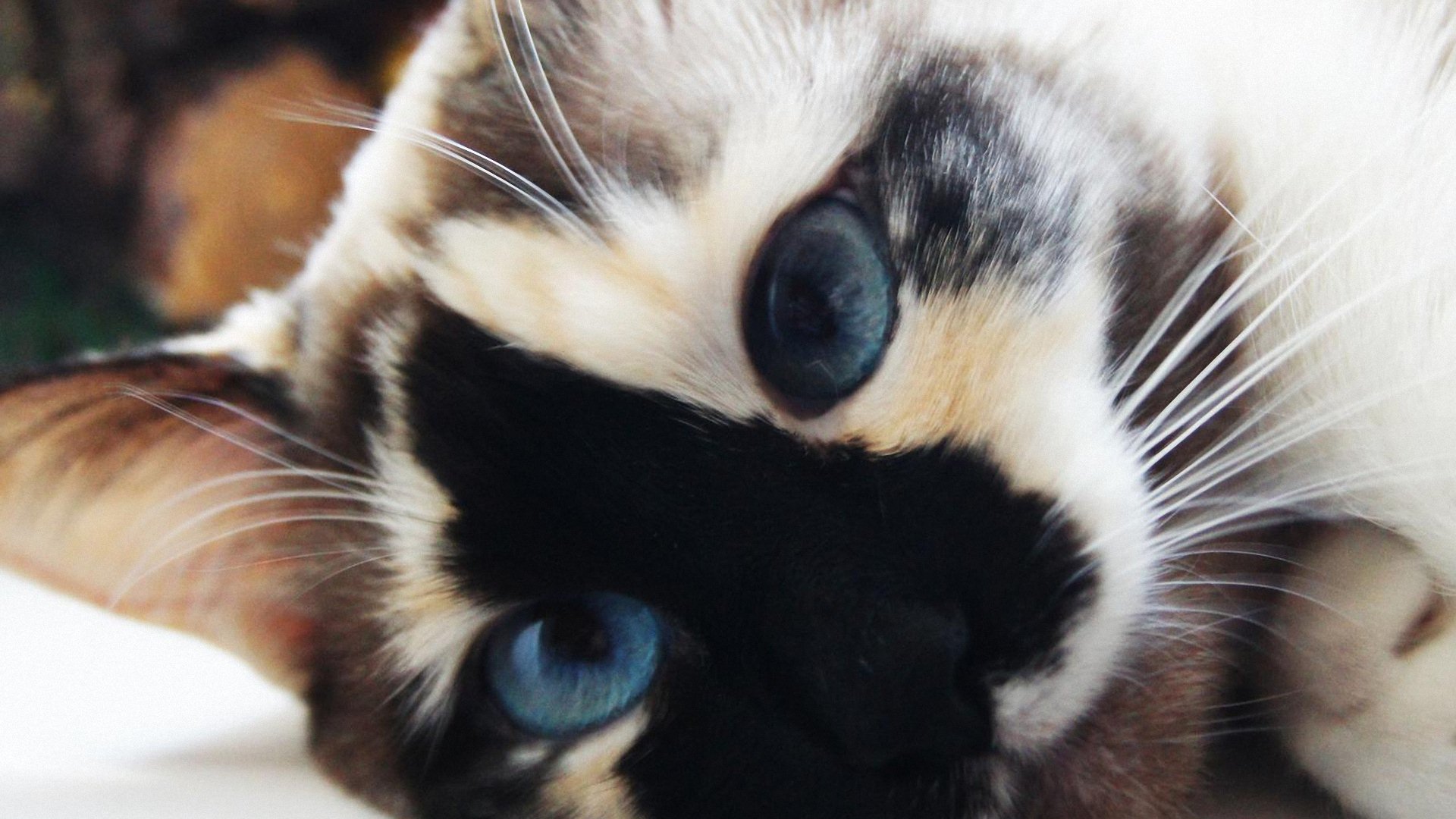 萌宠 动物  儿童桌面专用