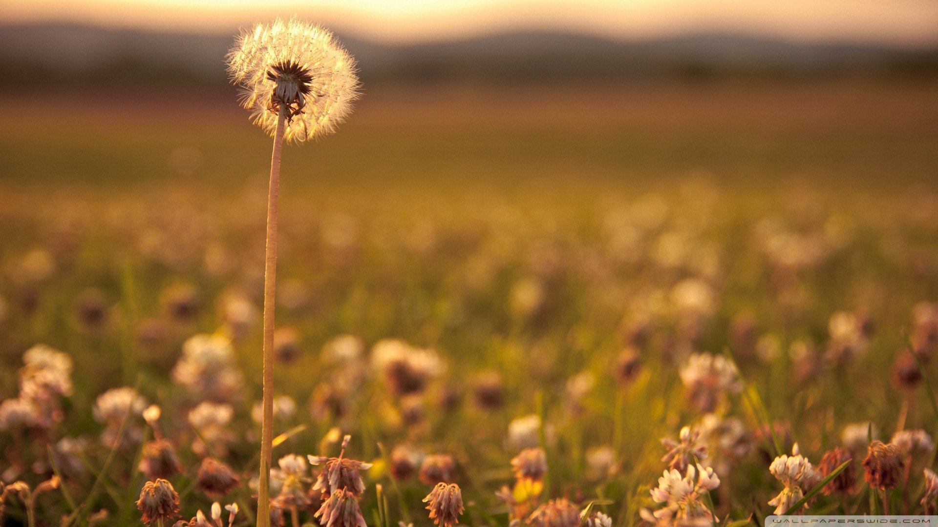 小清新 唯美 温暖 安静 阳光 温馨 儿童桌面专用