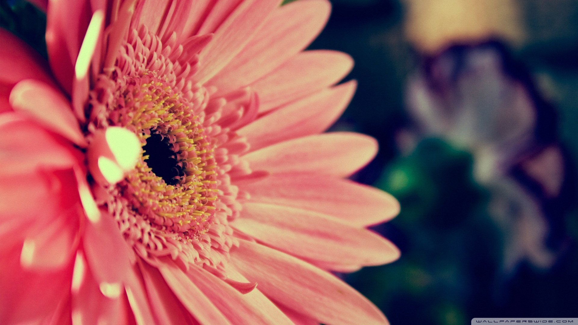 小清新 唯美 温暖 安静 阳光 温馨 儿童桌面专用