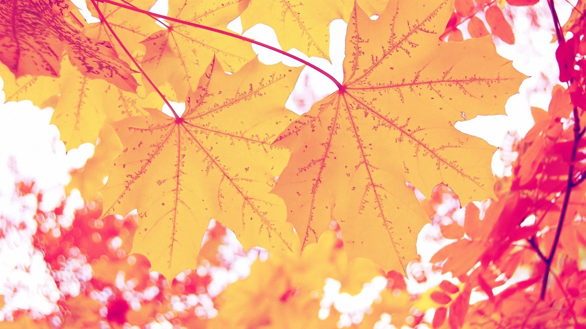 小清新 唯美 温暖 安静 阳光 温馨 儿童桌面专用