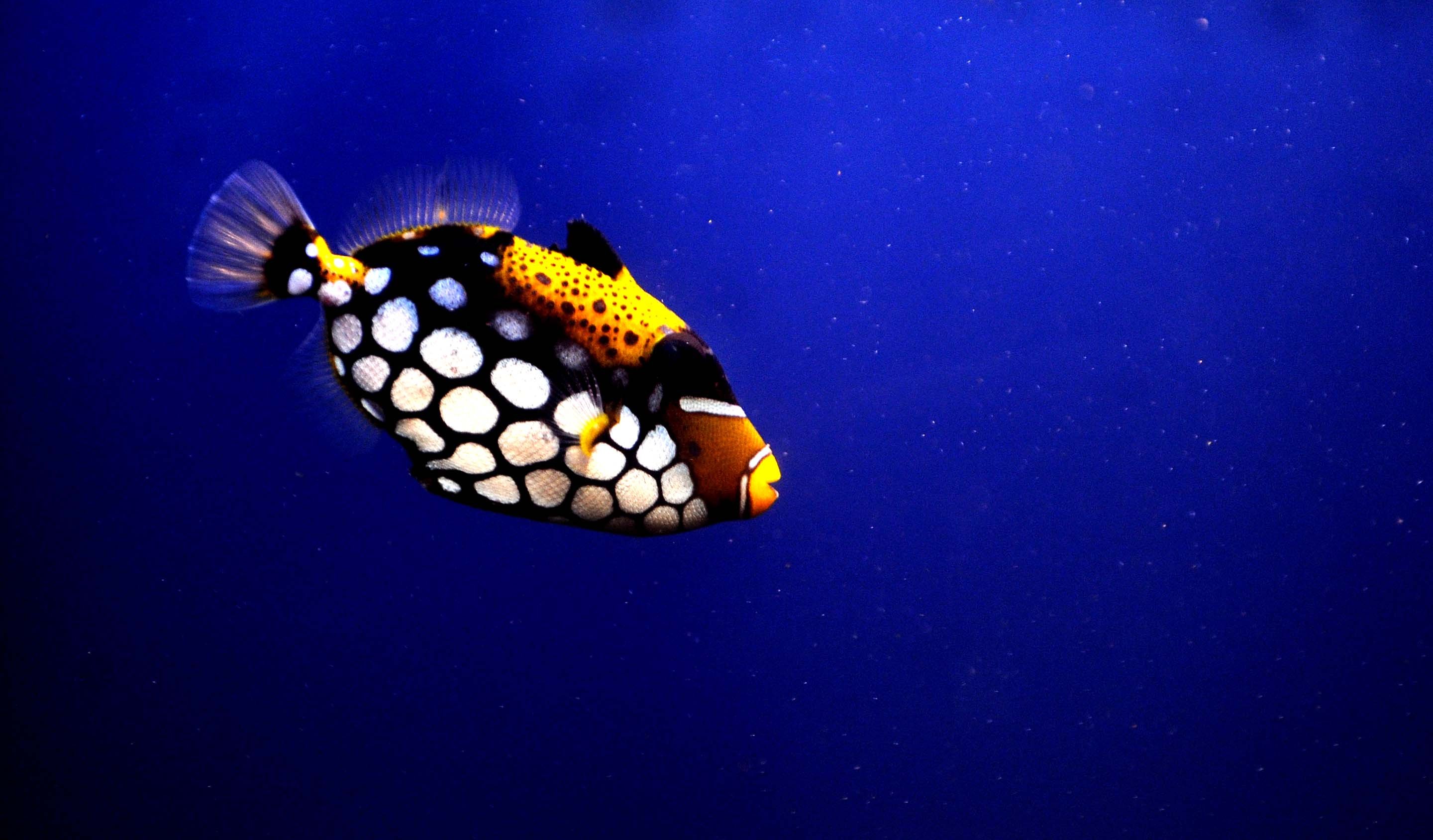 动物 金鱼 7秒的记忆 可爱 唯美 意境  游 安静 水下