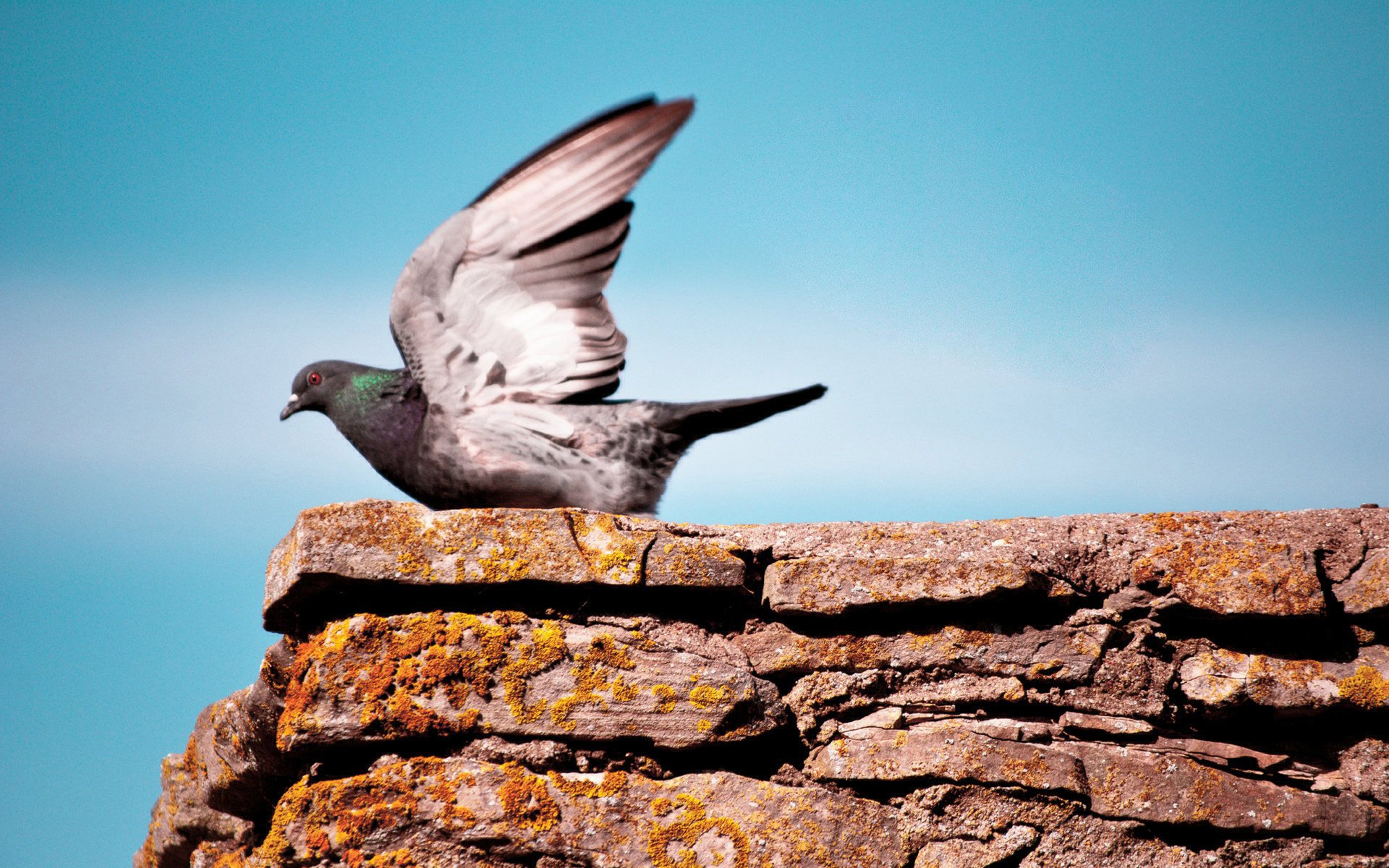 小清新 唯美 温馨 温暖 阳光 治愈系 安静 生活 慢生活 清新淡雅 温馨一刻 鸽子  飞翔 天空