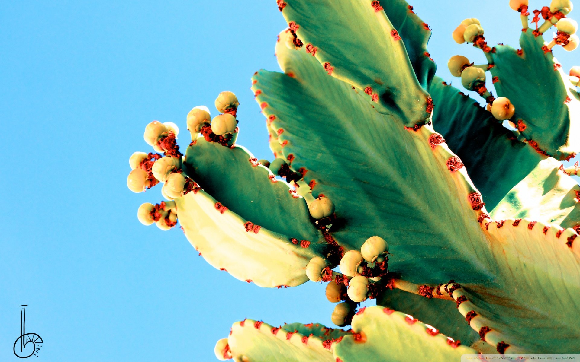 小清新 唯美 温馨 温暖 阳光 治愈系 安静 生活 慢生活 清新淡雅 温馨一刻 静物写真 物语  仙人掌