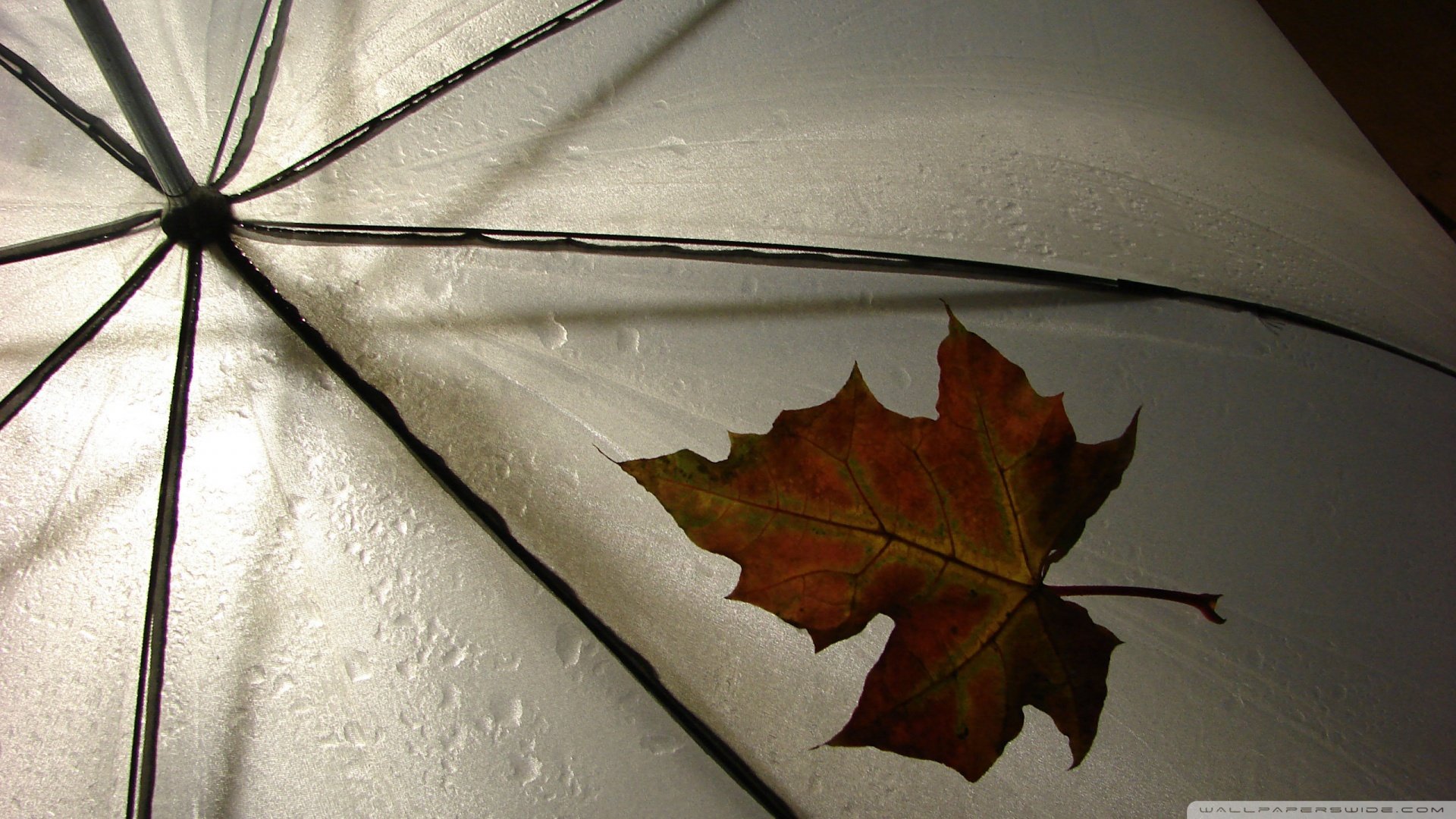小清新 唯美 温馨 温暖 阳光 治愈系 安静 生活 慢生活 清新淡雅 温馨一刻 叶子 萧瑟