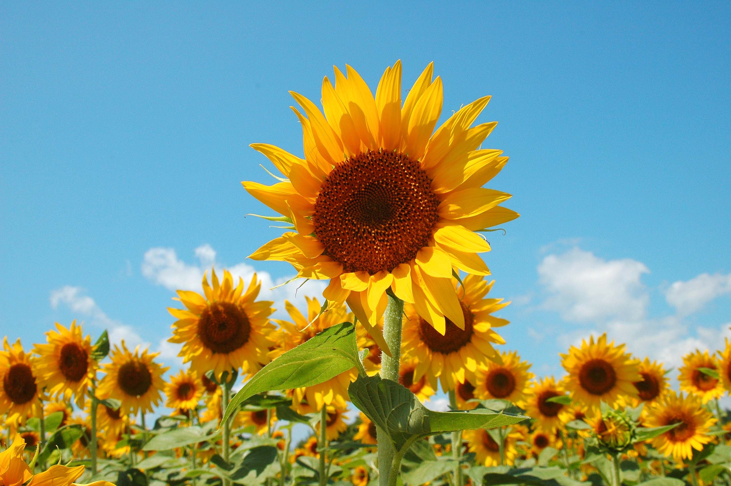 小清新 唯美 温馨 温暖 阳光 绿色养眼 自然  清新淡雅 花 春天  花团锦簇 向日葵