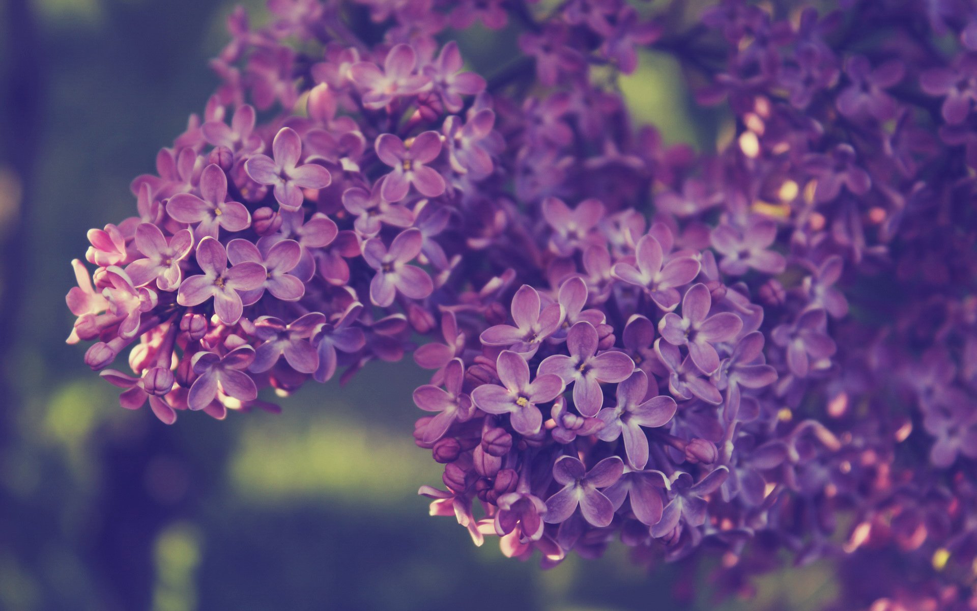 小清新 唯美 温馨 温暖 阳光 绿色养眼 自然  清新淡雅 花 春天  花团锦簇