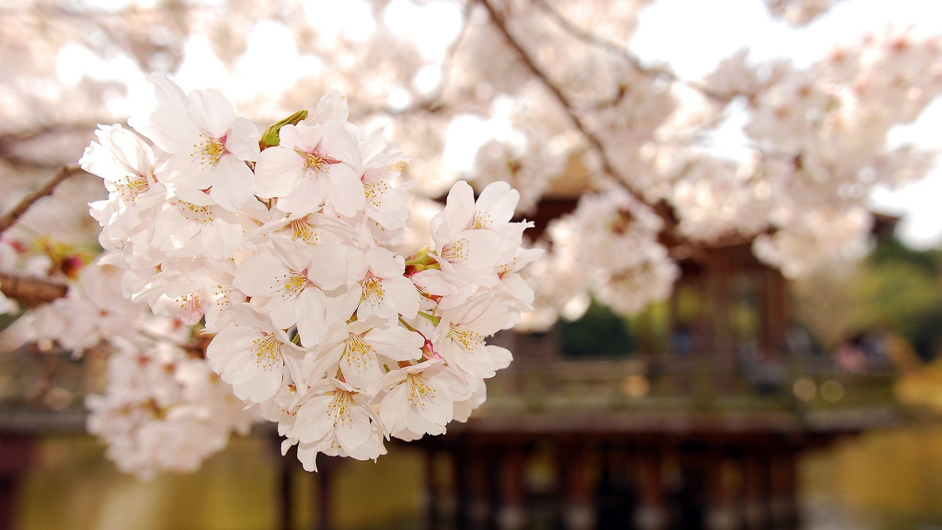 小清新 唯美 温馨 温暖 阳光 绿色养眼 自然  清新淡雅 花 春天  花团锦簇