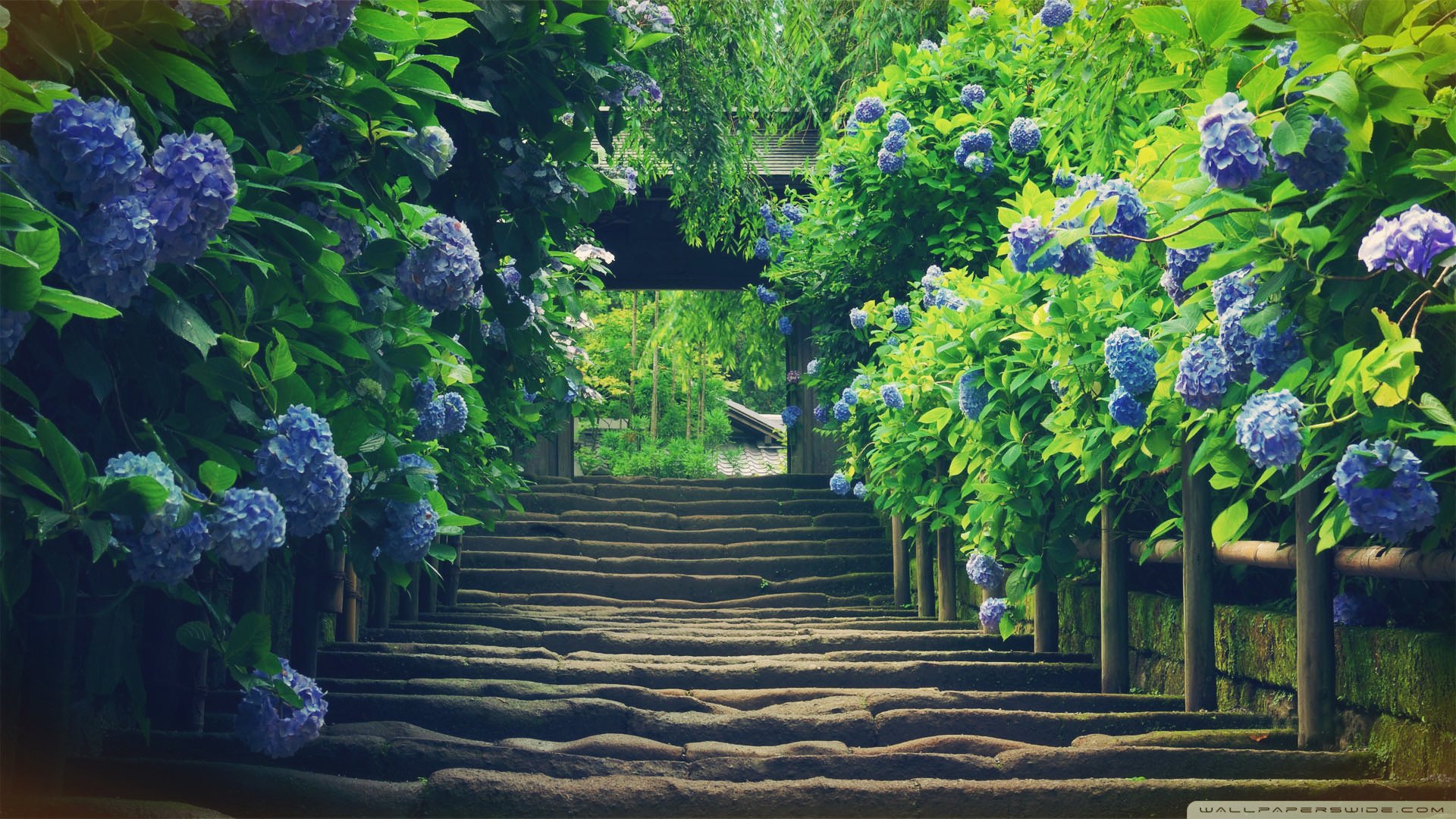 小清新 唯美 温馨 温暖 阳光 绿色养眼 自然  清新淡雅 花 春天  花团锦簇