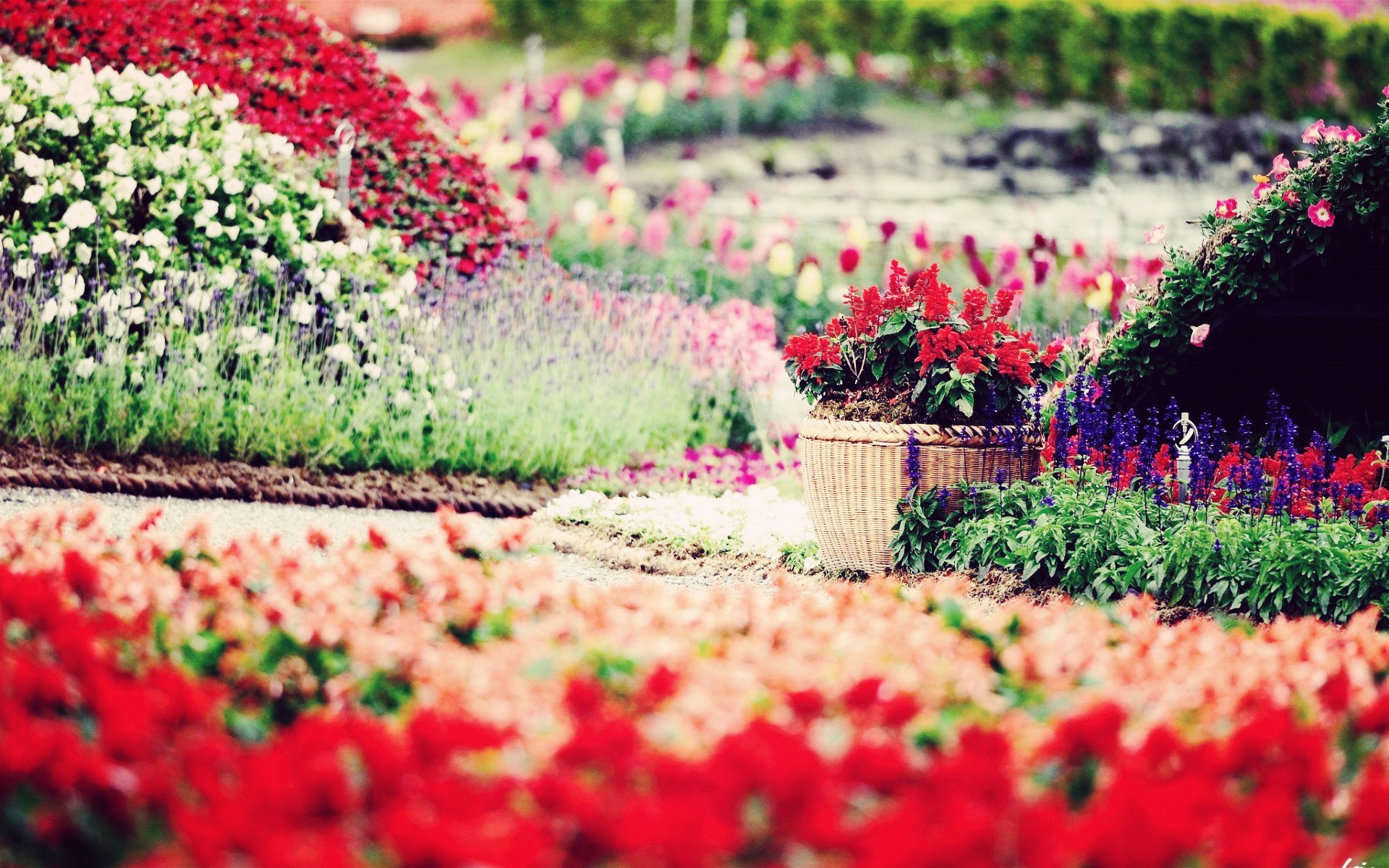小清新 唯美 温馨 温暖 阳光 绿色养眼 自然  清新淡雅 花 春天  花团锦簇
