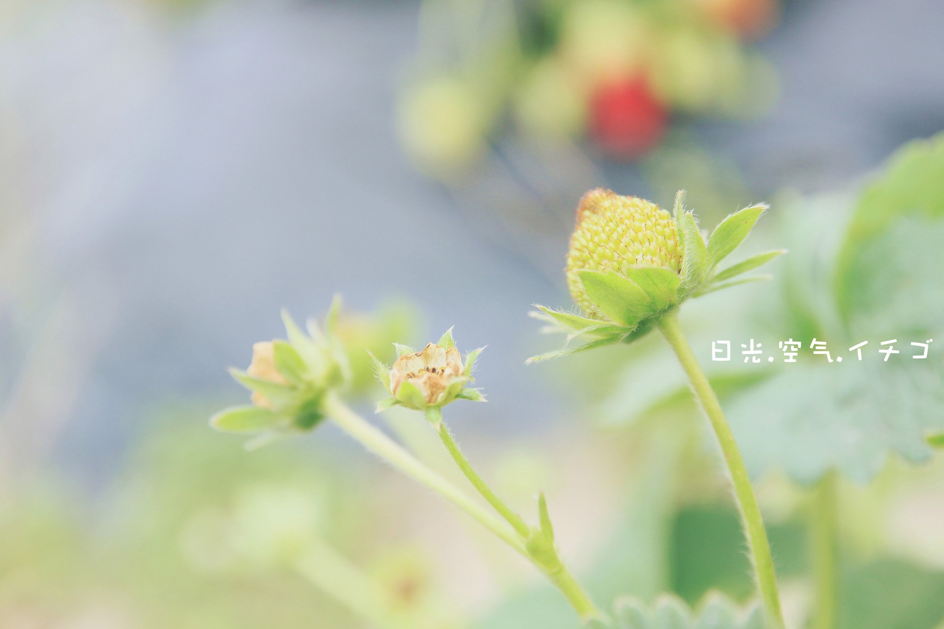 小清新 唯美 温馨 温暖 阳光 绿色养眼 自然  清新淡雅 花 春天  花团锦簇