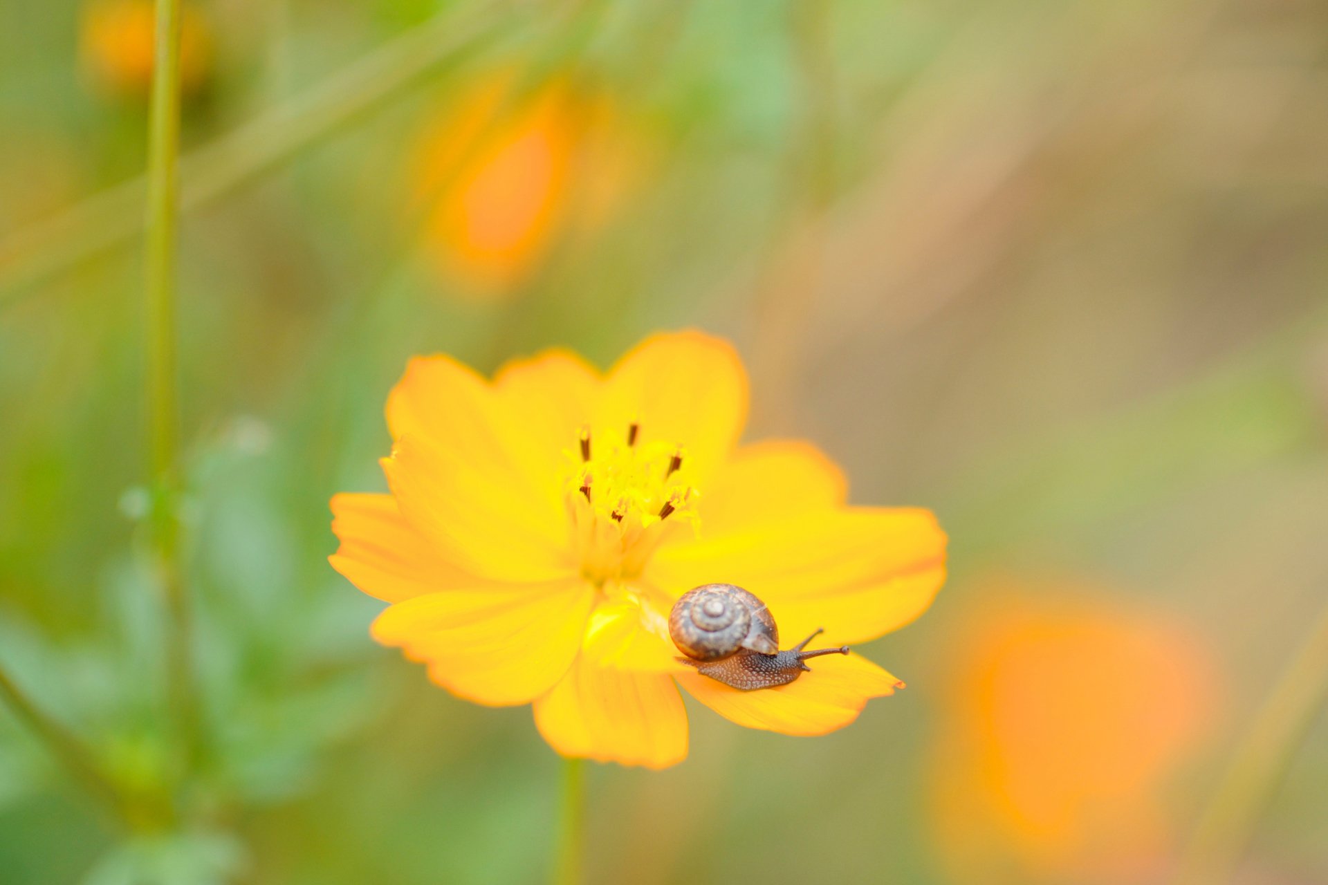 小清新 唯美 温馨 温暖 阳光 绿色养眼 自然  清新淡雅 花 春天  花团锦簇