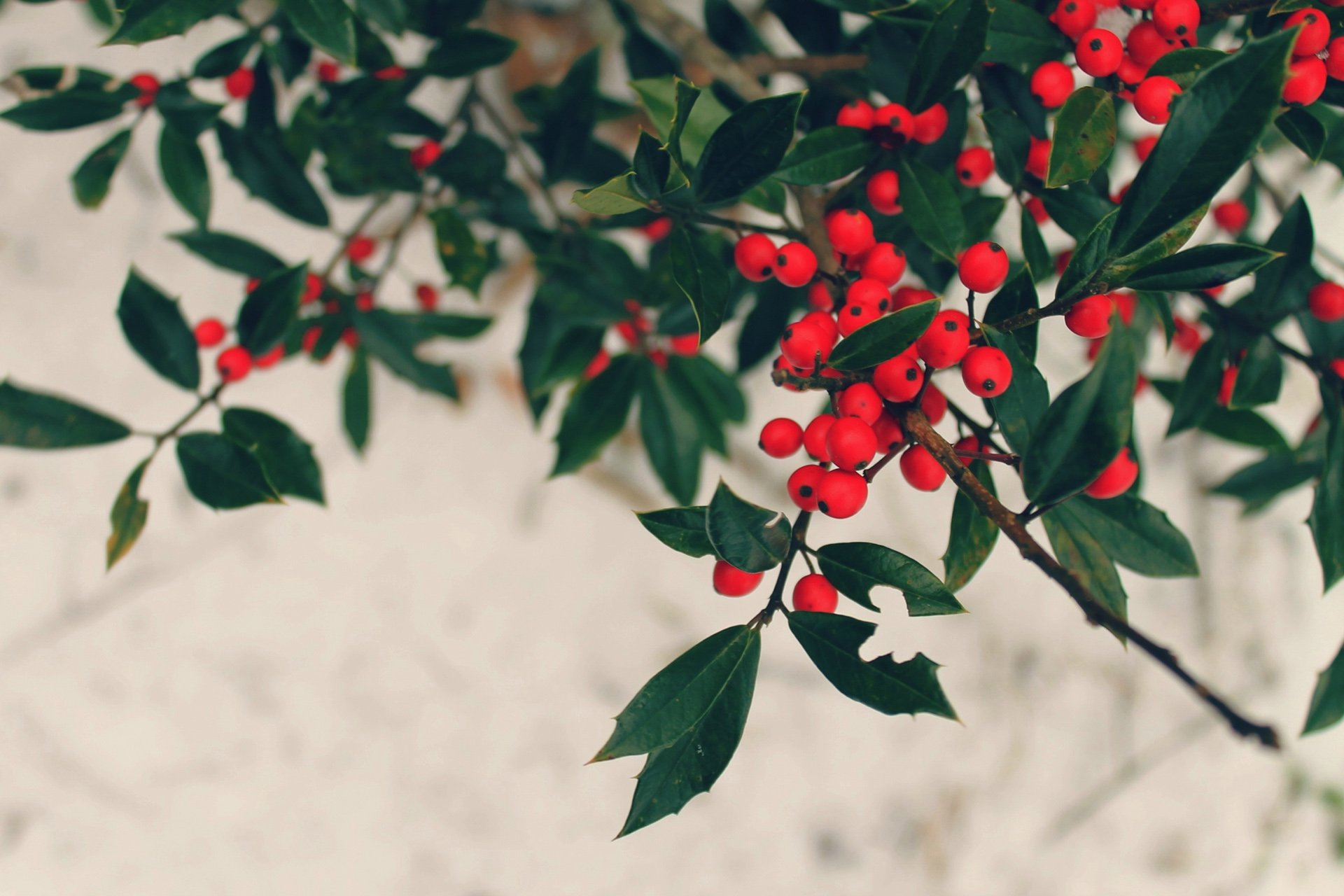 小清新 唯美 温馨 温暖 阳光 绿色养眼 自然  清新淡雅 花 春天  花团锦簇
