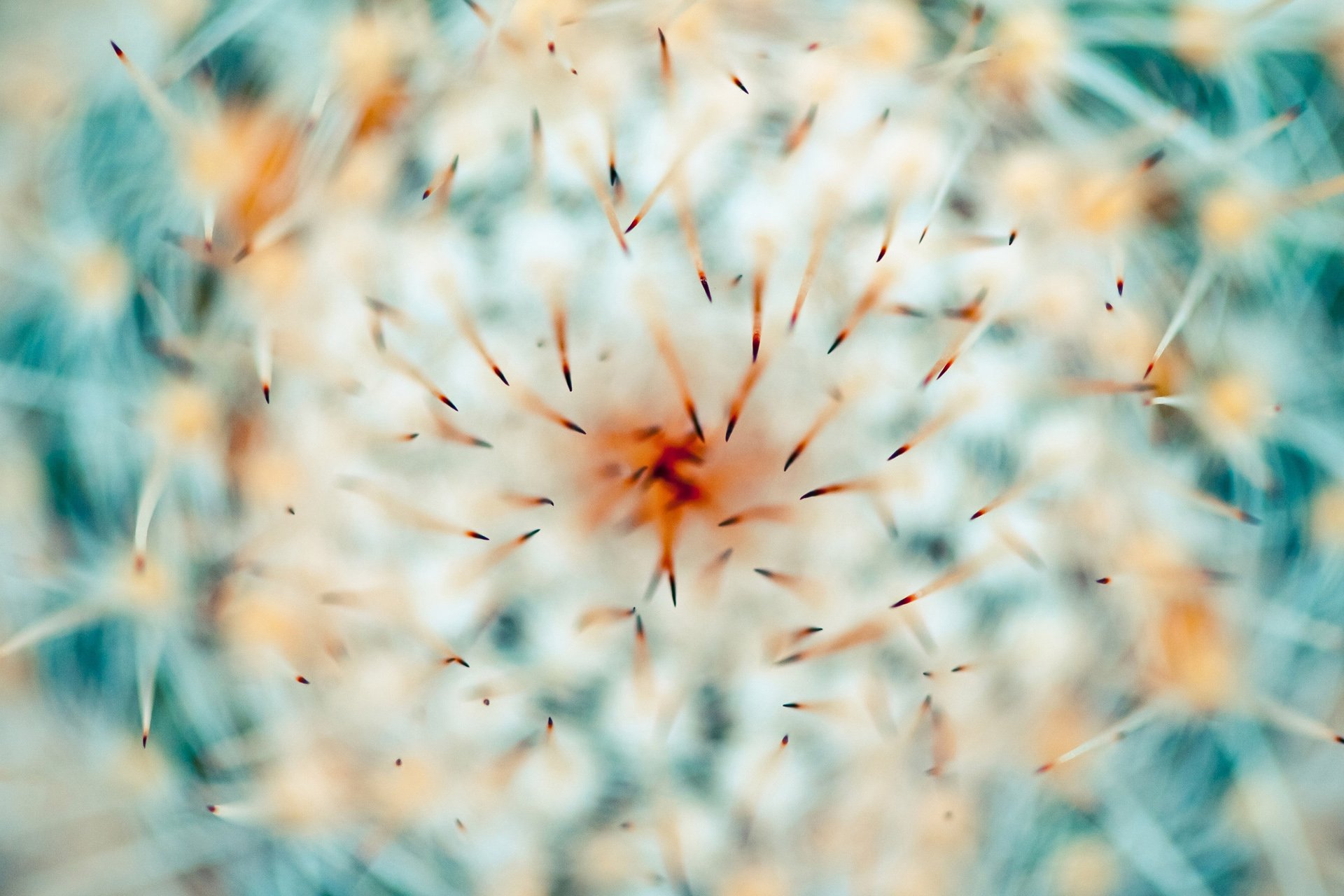 小清新 唯美 温馨 温暖 阳光 绿色养眼 自然  清新淡雅 花 春天  花团锦簇