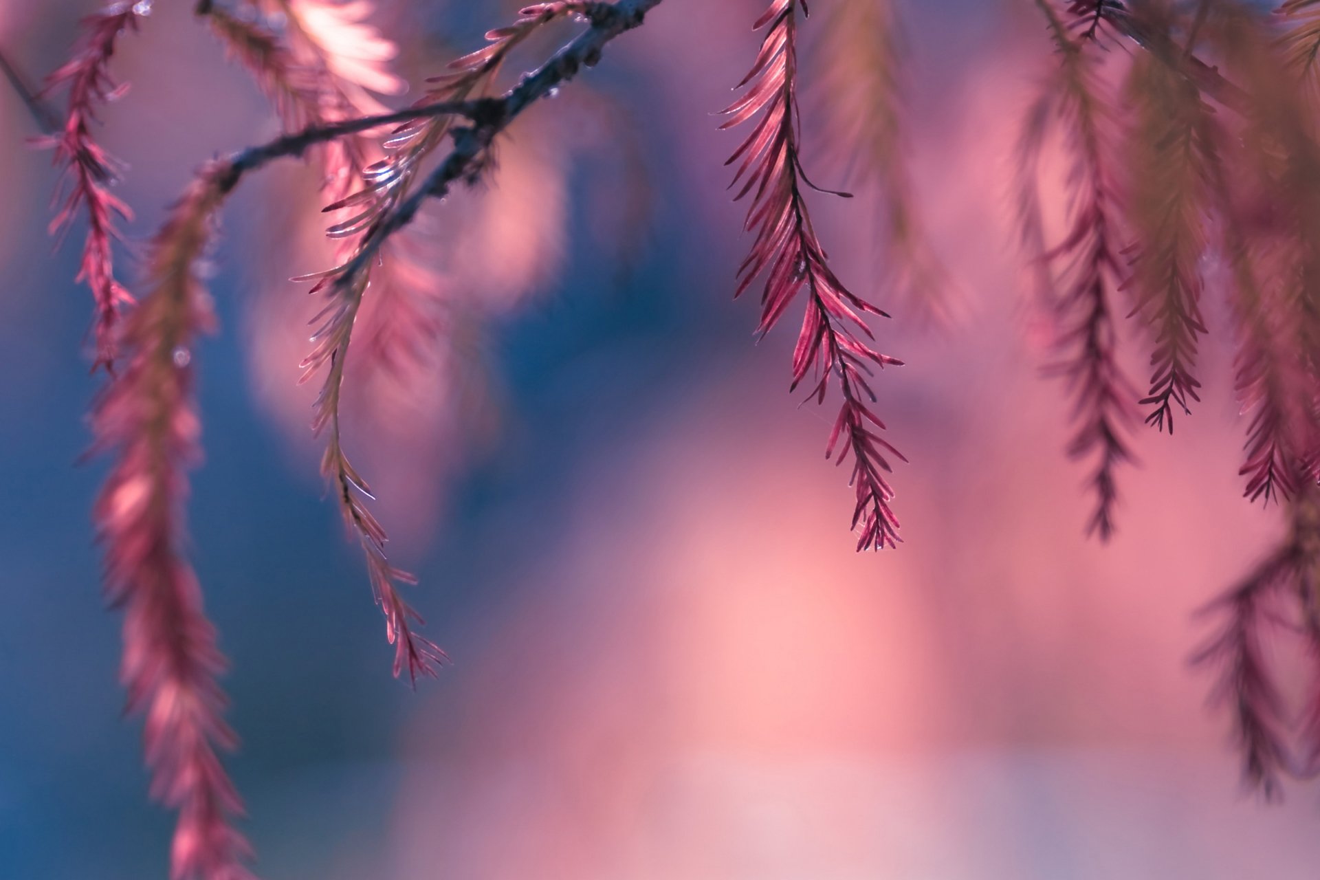 小清新 唯美 温馨 温暖 阳光 绿色养眼 自然  清新淡雅 花 春天  花团锦簇