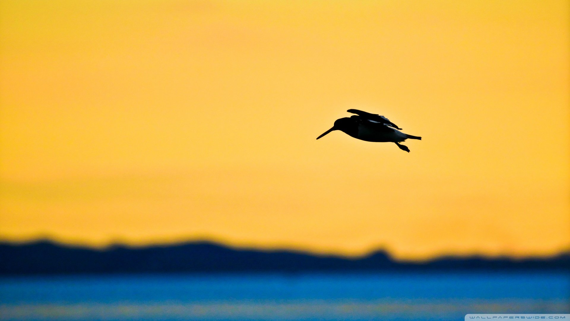 动物 野生动物 飞禽 鸟 飞翔  夕阳