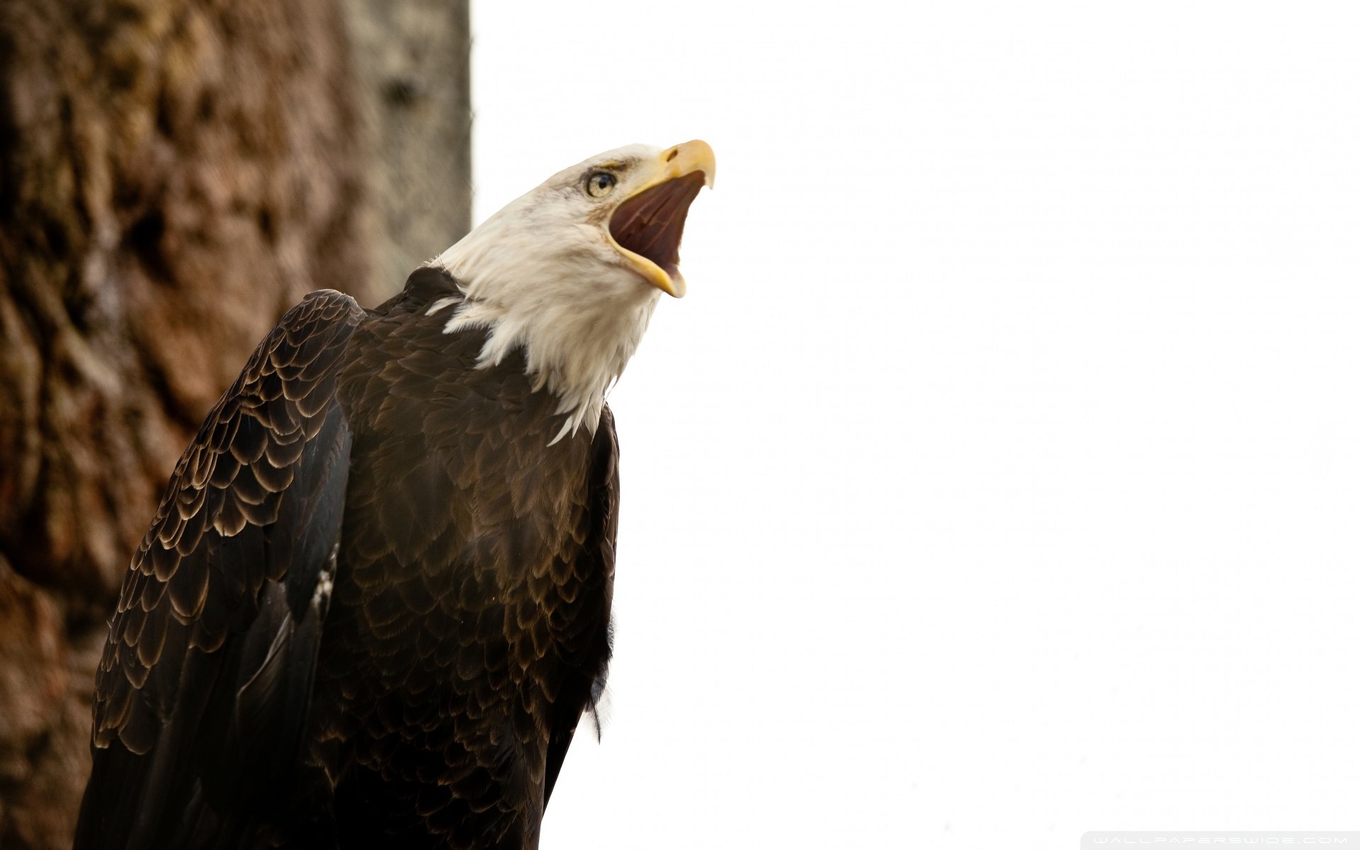 动物 野生动物 飞禽 鸟 飞翔  猫头鹰