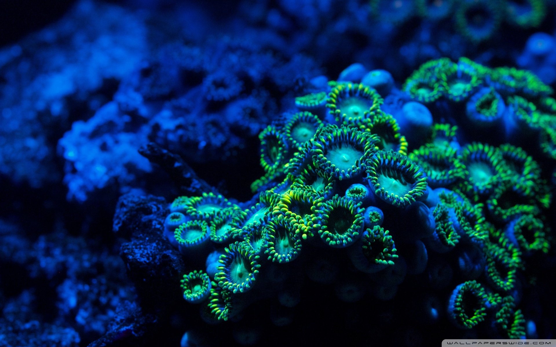 动物 野生动物 海洋天堂 海底世界 鱼