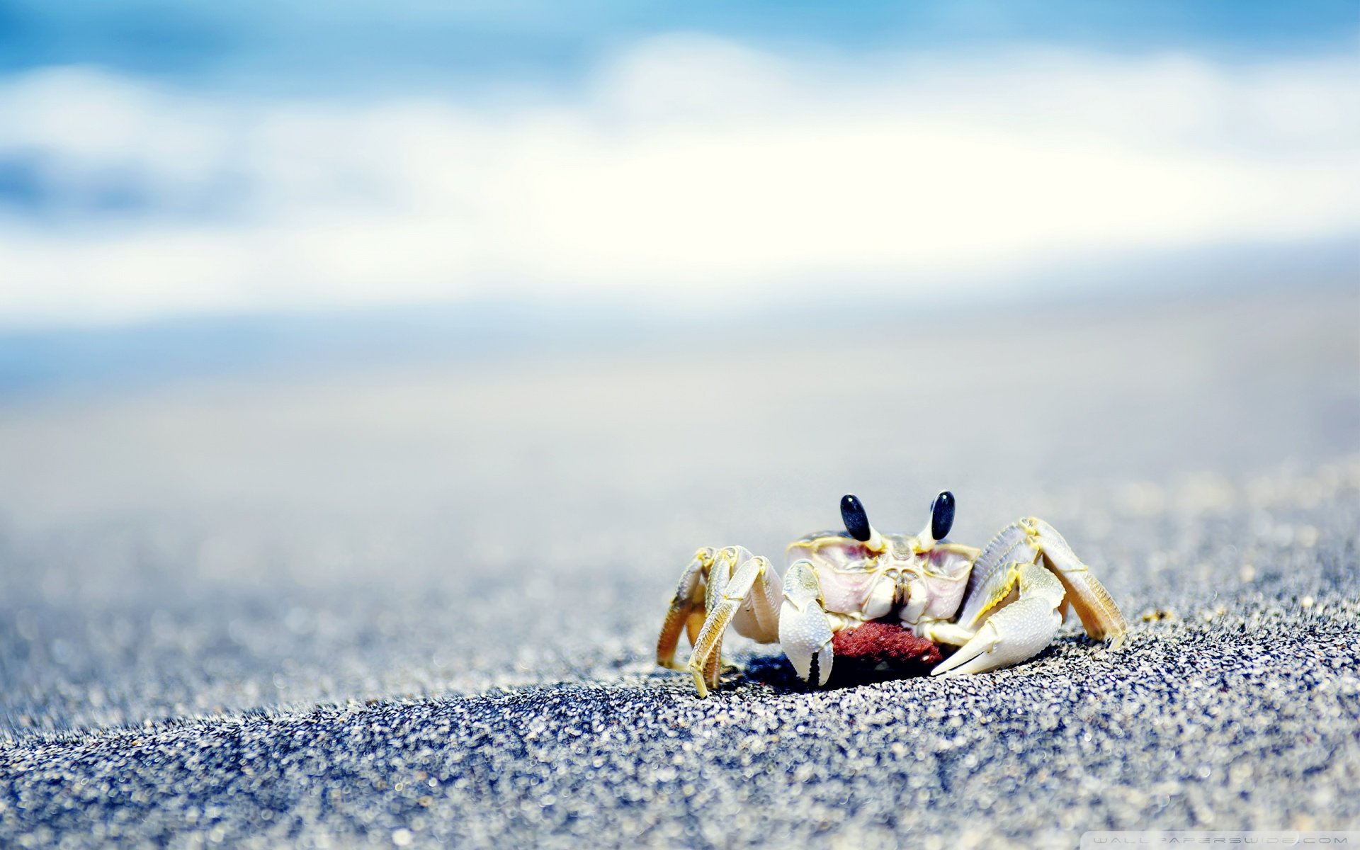 动物 野生动物 海洋天堂 海底世界 螃蟹 海边 沙滩