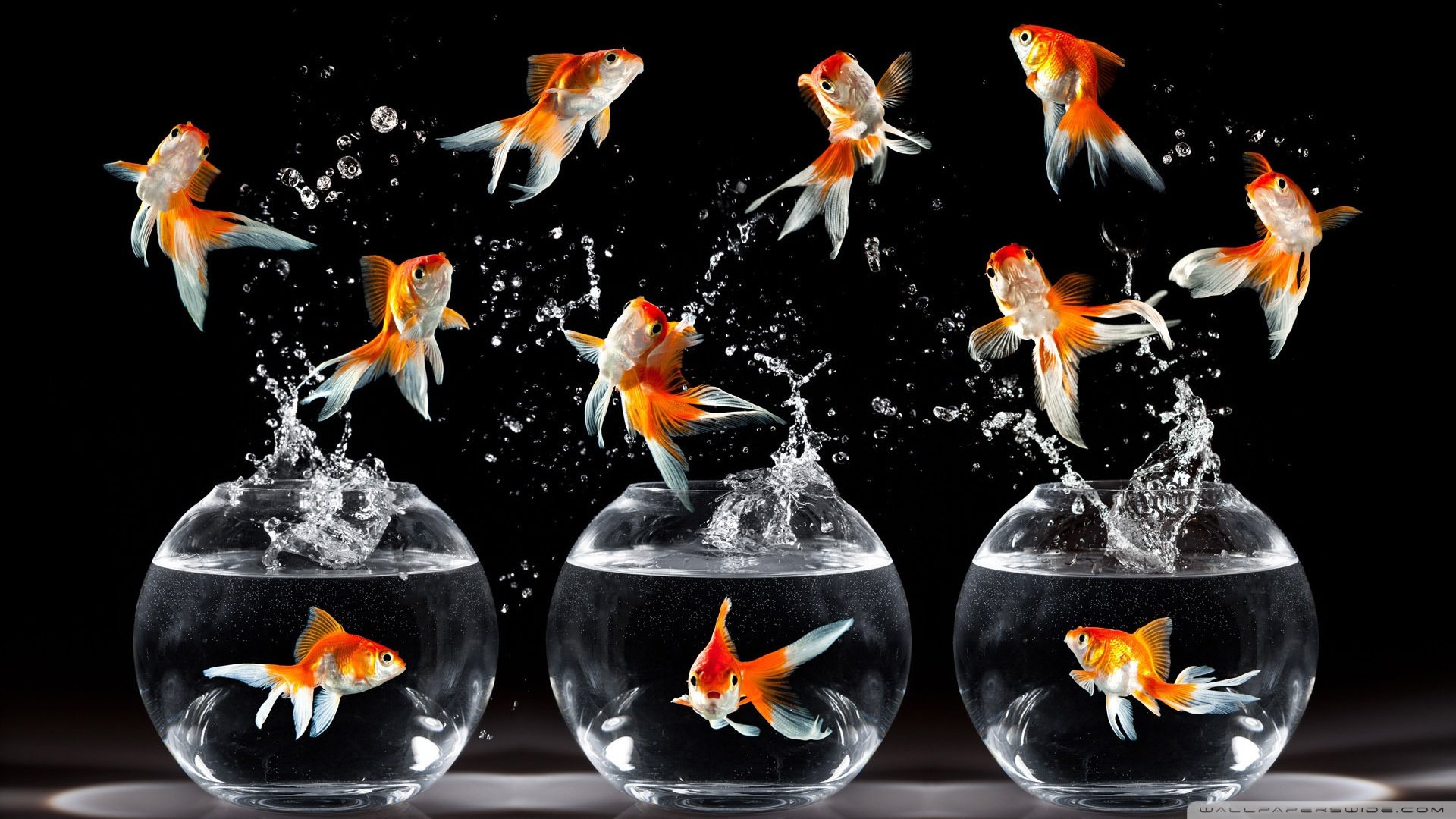 动物 野生动物 海洋天堂 海底世界 鱼