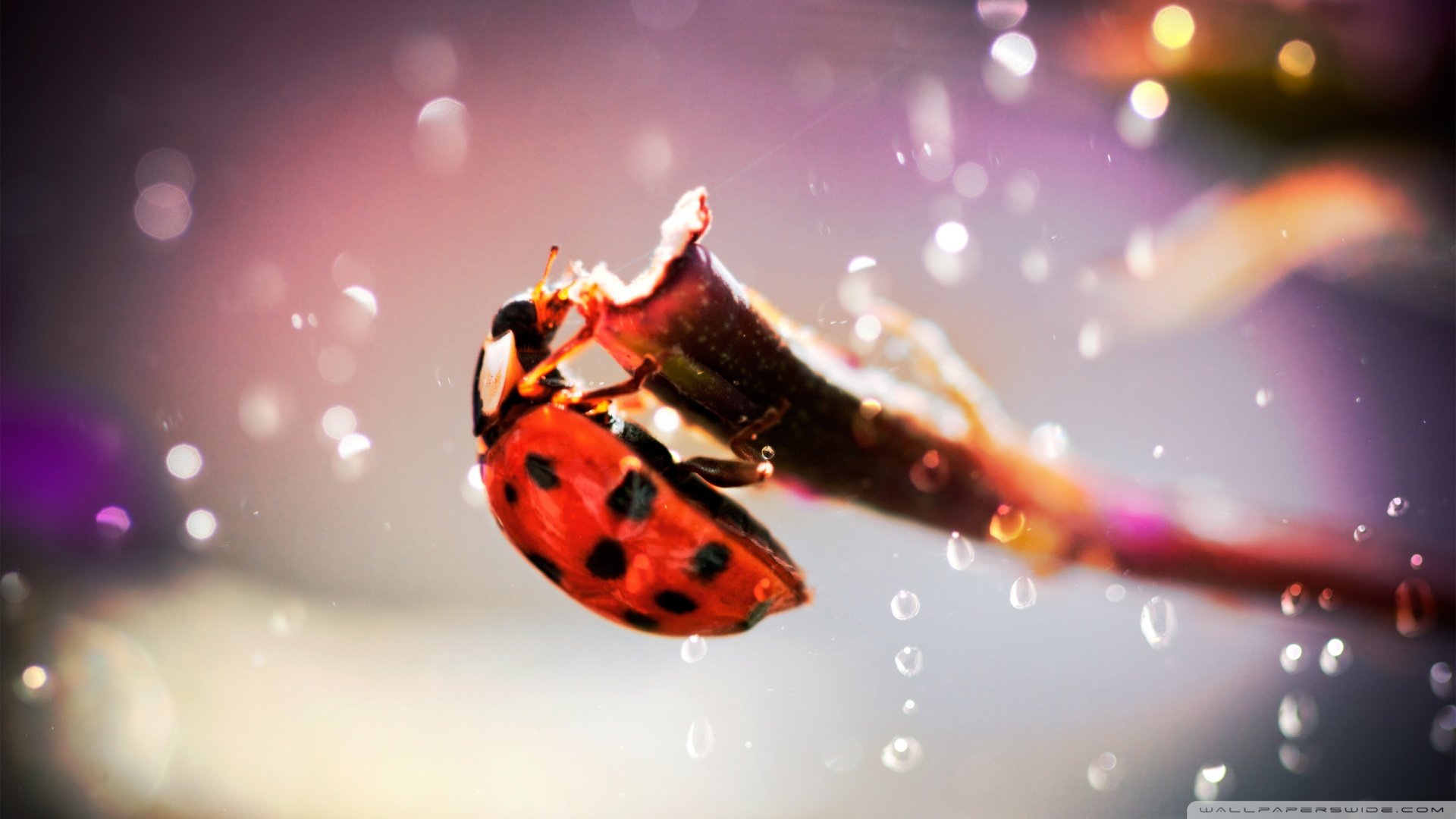 动物 野生动物 瓢虫