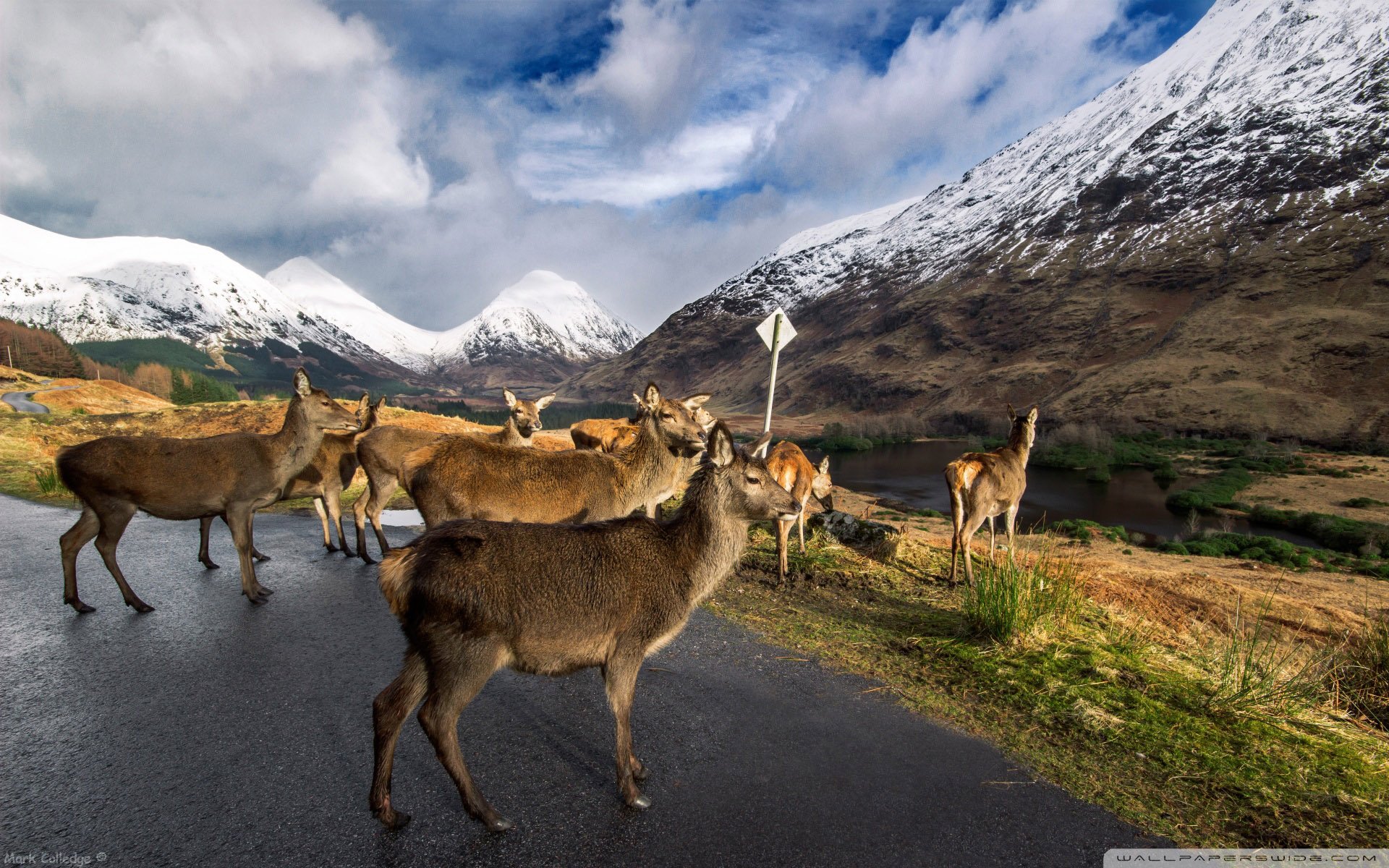 动物 野生动物 羊