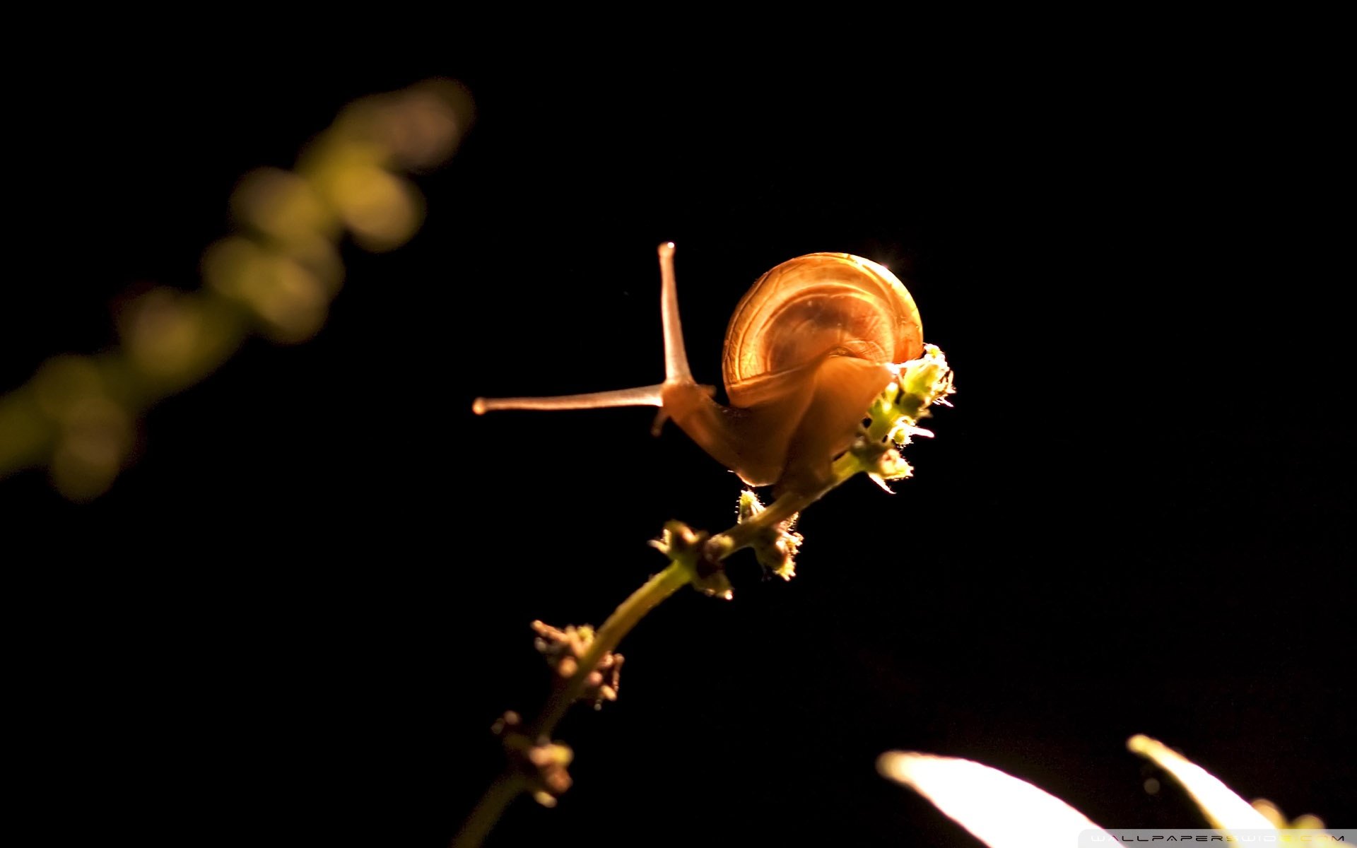 动物 野生动物 蜗牛