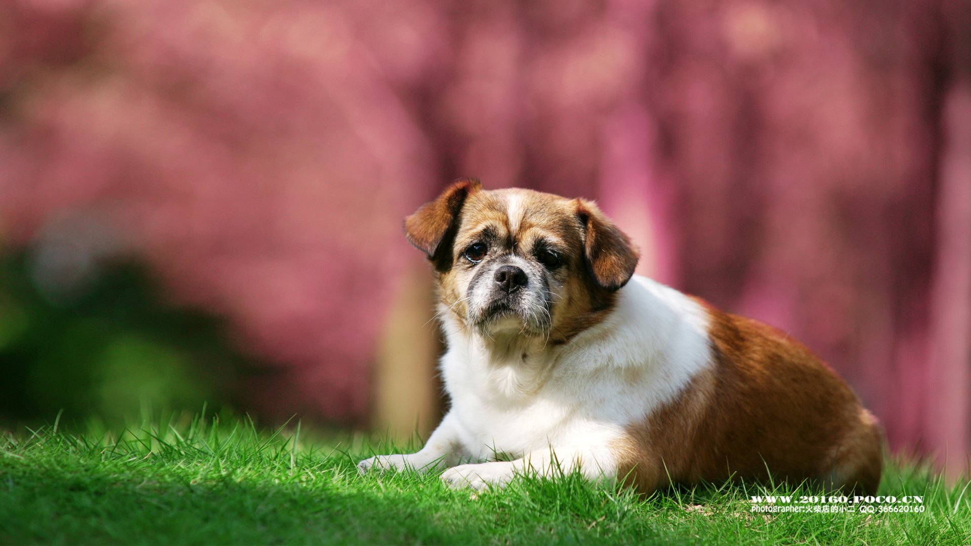 动物 古灵精怪 火柴宠摄 狗狗 汪星人 火柴摄影