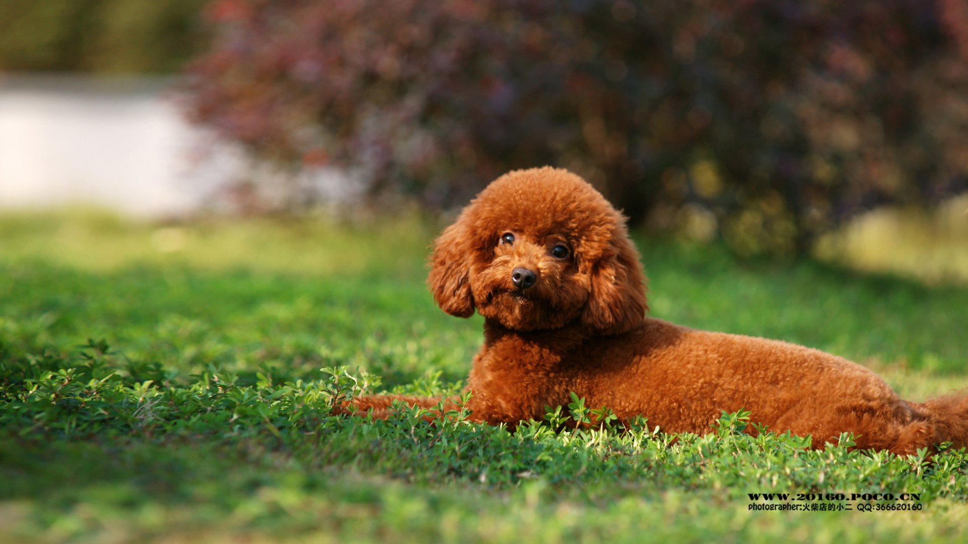 动物 古灵精怪 火柴宠摄 狗狗 汪星人 火柴摄影