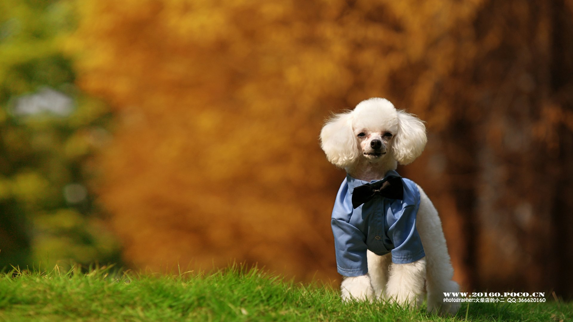 动物 古灵精怪 火柴宠摄 狗狗 汪星人 火柴摄影