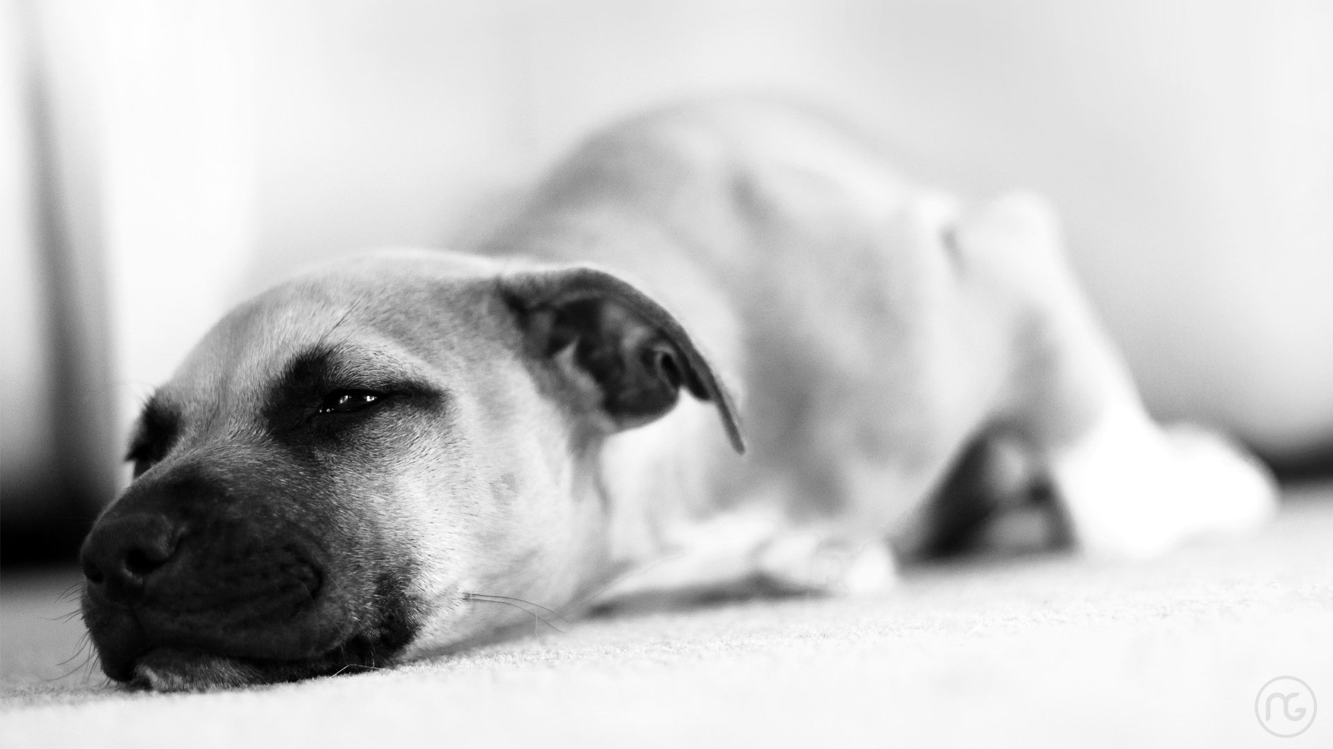 动物 古灵精怪 狗 汪星人 可爱 萌 卖萌图